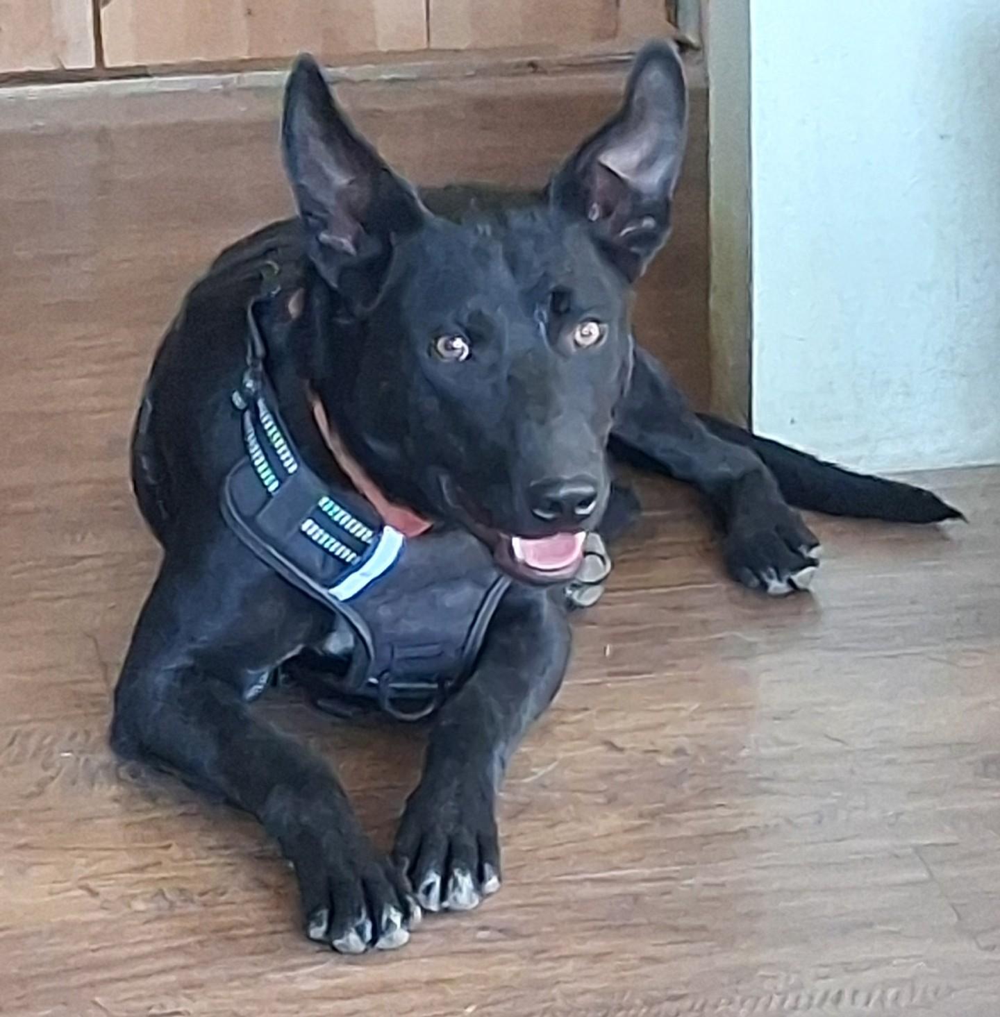 Rounder, ADOPTABLE, Puppy Male Australian Kelpie.