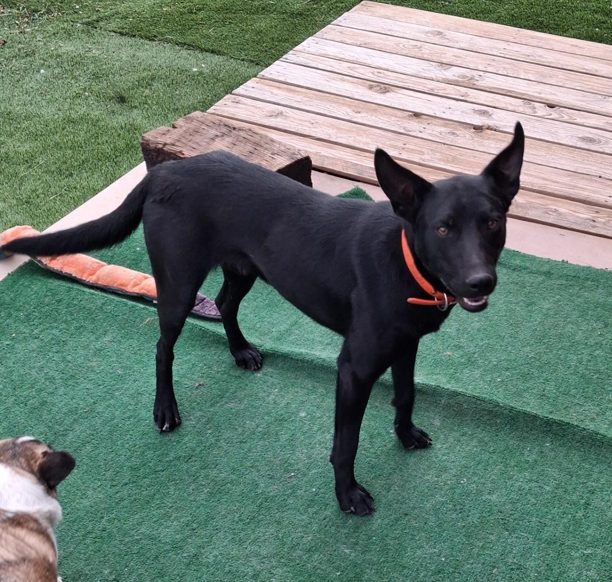 Rounder, a ADOPTABLE mixed breed in Lakeview, OR image 2/5