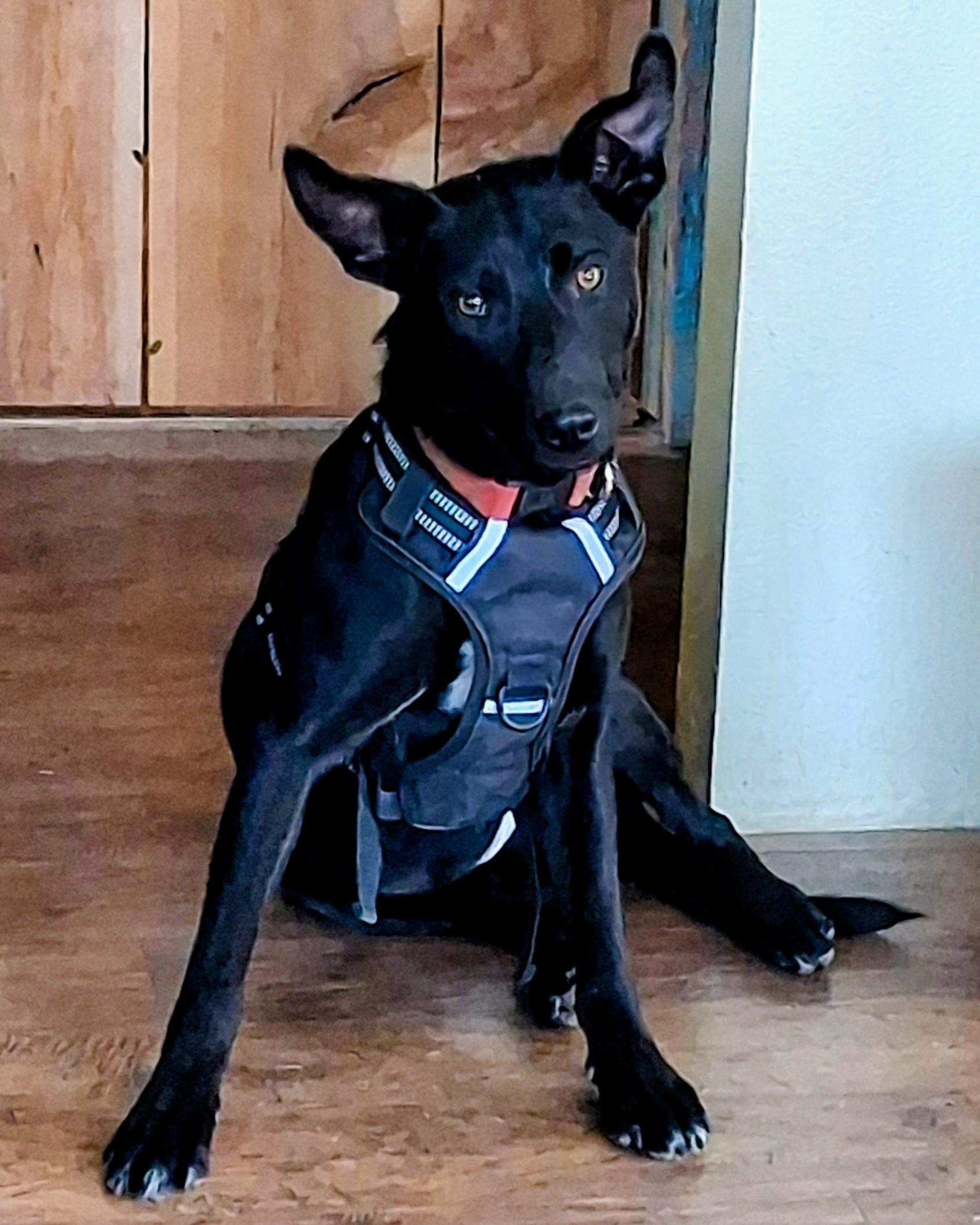 Rounder, a ADOPTABLE mixed breed in Lakeview, OR image 5/5