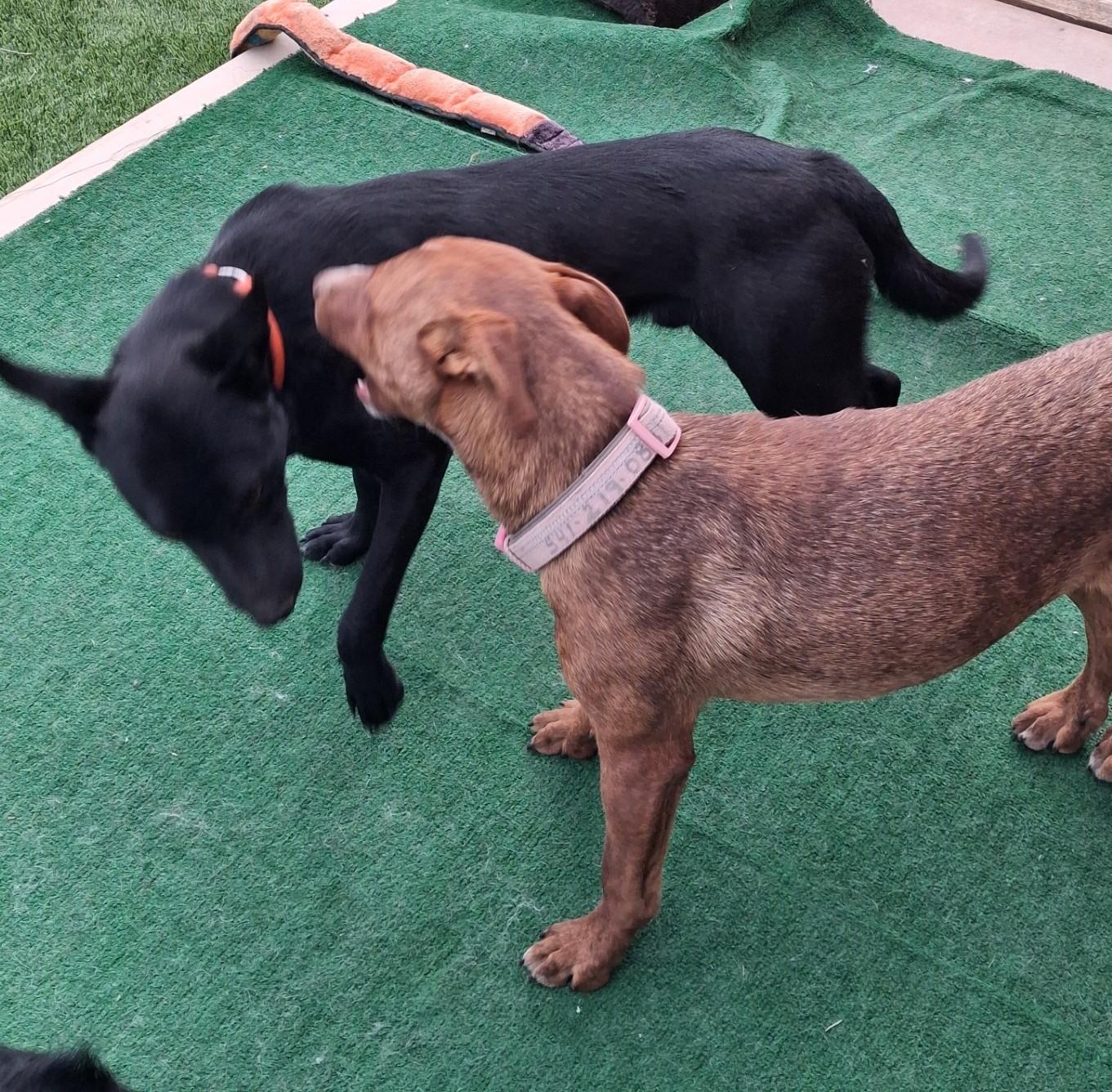 Rounder, a ADOPTABLE mixed breed in Lakeview, OR image 3/5