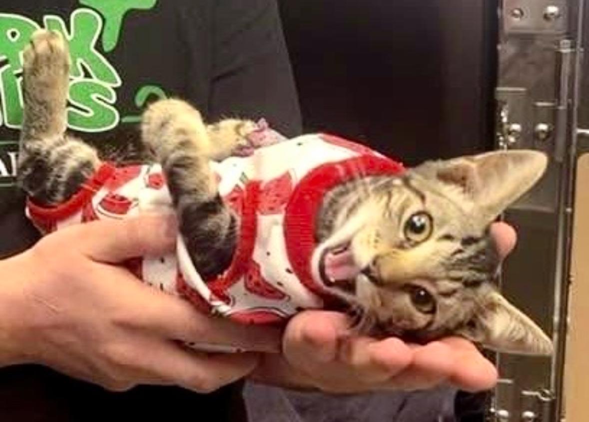 Linda, a Adoptable Domestic Short Hair in Park Hills, KY image 2/5