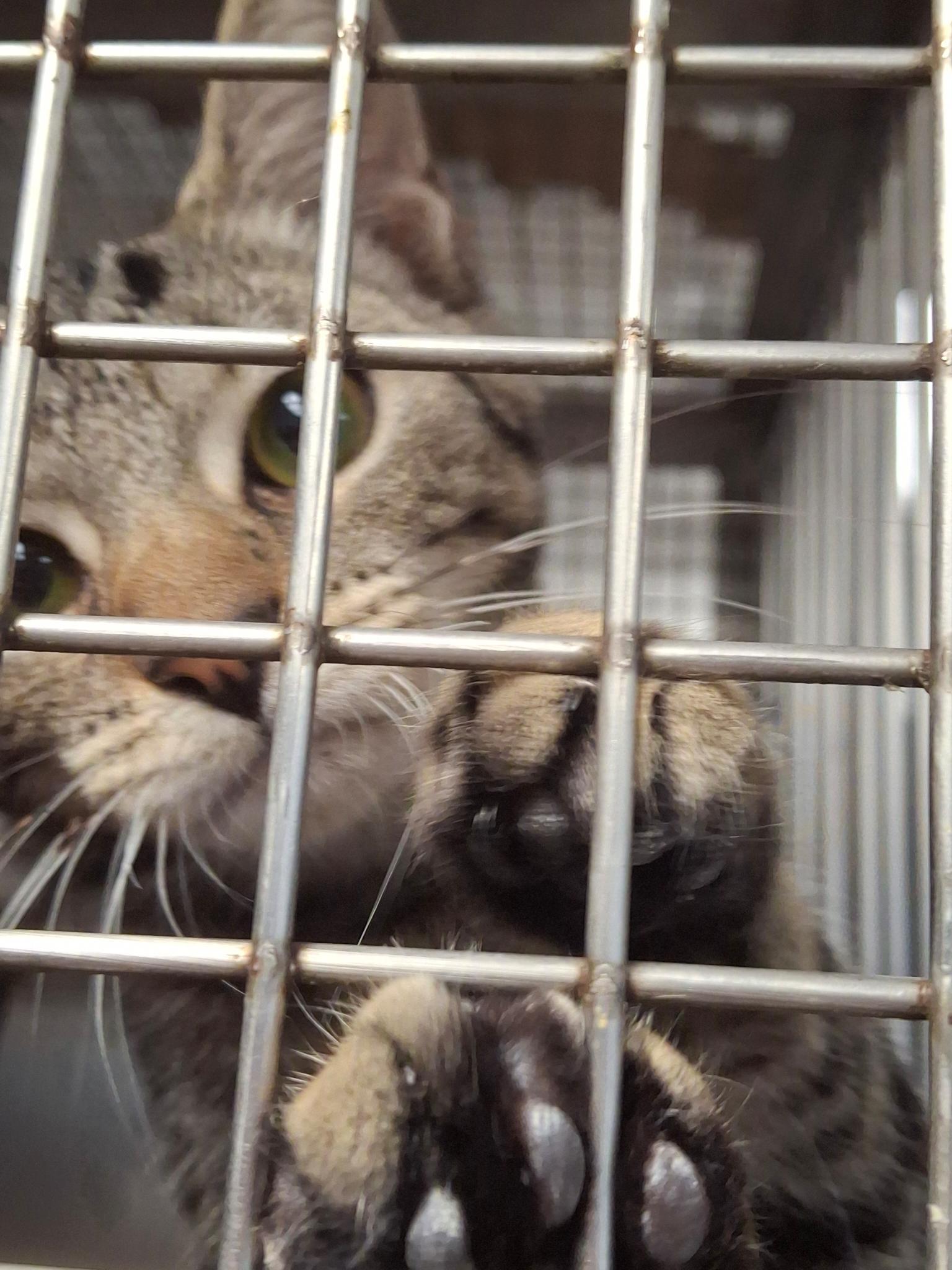 Linda, a Adoptable Domestic Short Hair in Park Hills, KY image 3/5