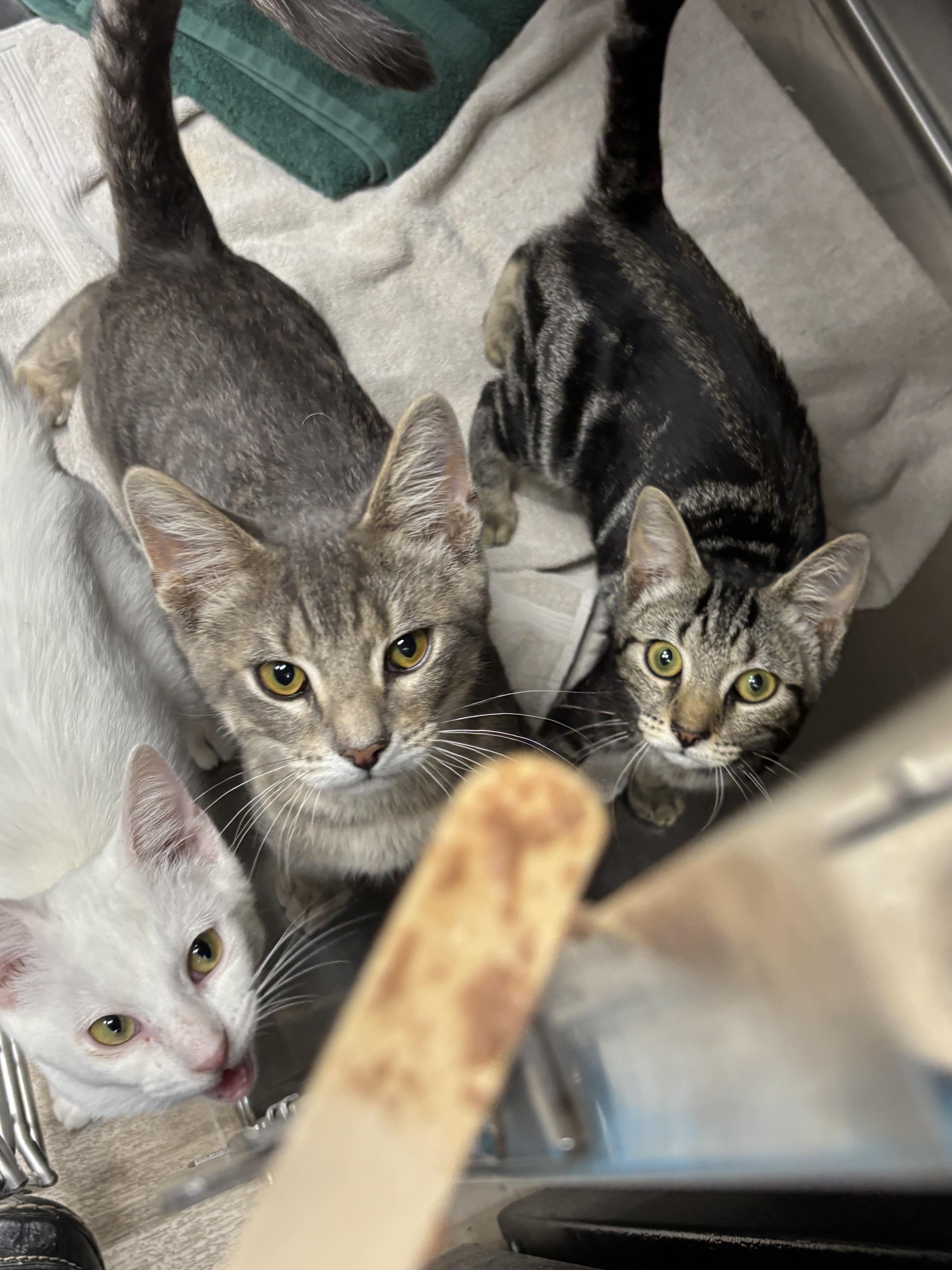 Linda, a Adoptable Domestic Short Hair in Park Hills, KY image 5/5