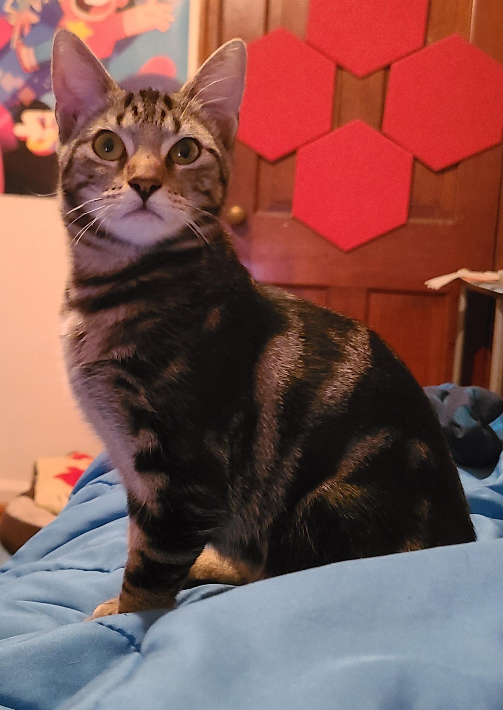 Linda, a Adoptable Domestic Short Hair in Park Hills, KY image 1/5