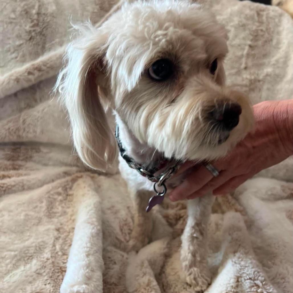 Iris, Adoptable, Young Female Maltese & Miniature Poodle.