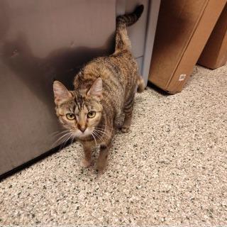Taffy, Adoptable, Adult Female Domestic Short Hair.
