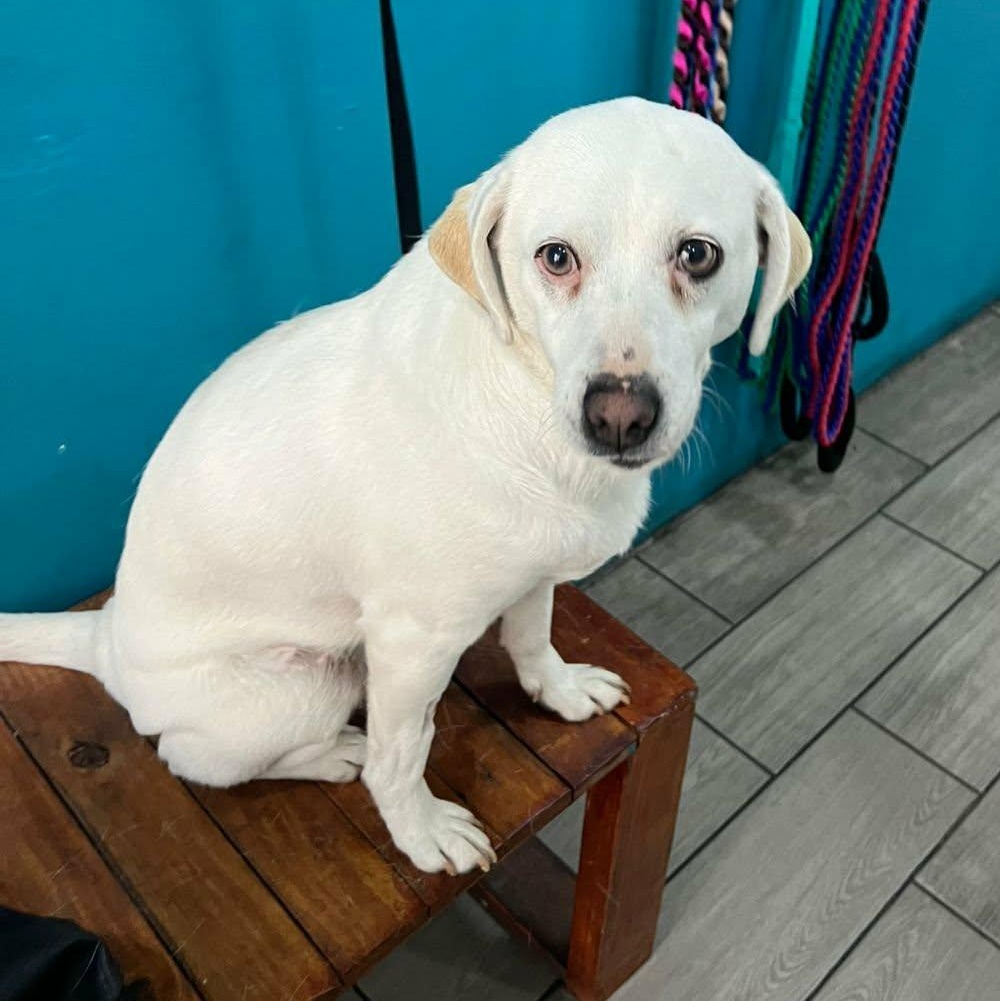 Enlarge Vera, a ADOPTABLE mixed breed in Carlsbad, CA image 3/4