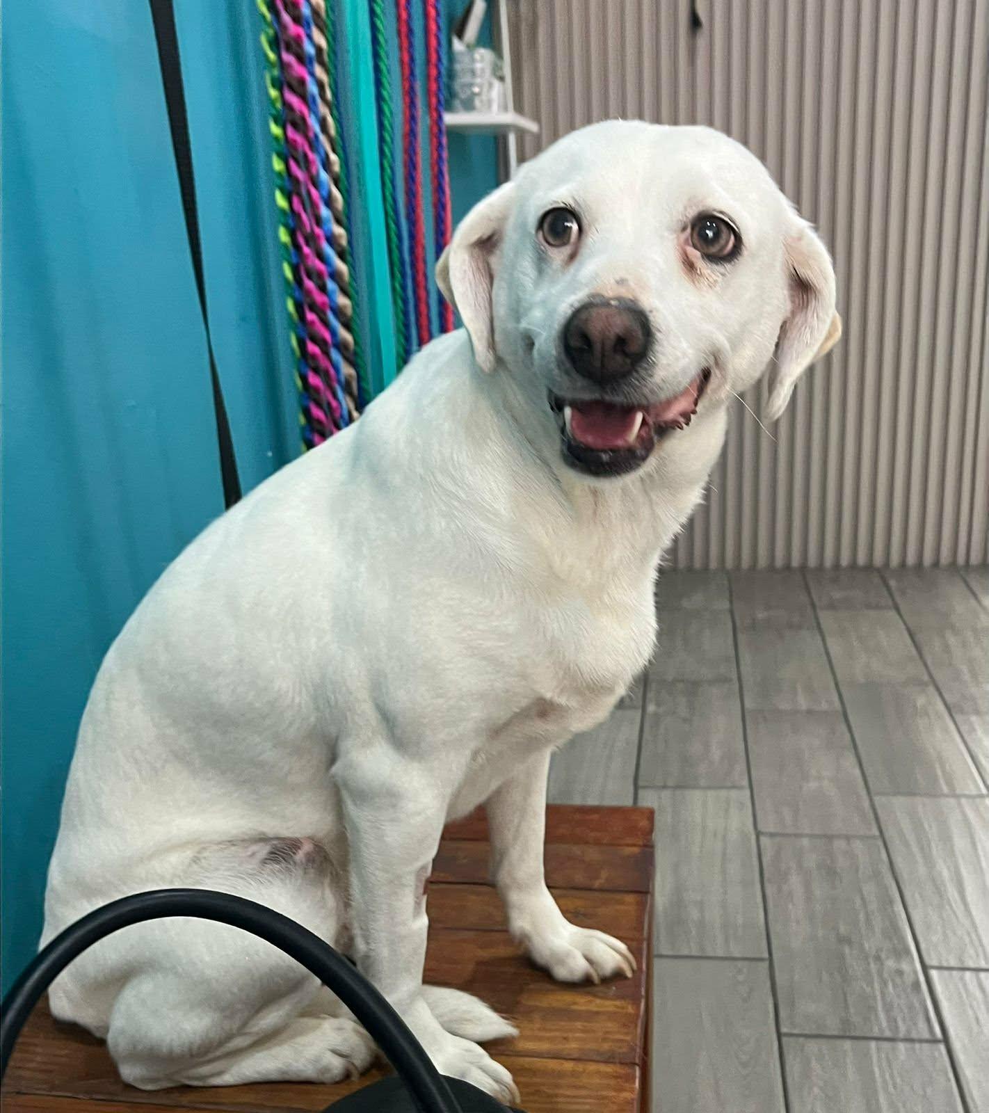 Enlarge Vera, a ADOPTABLE mixed breed in Carlsbad, CA image 4/4