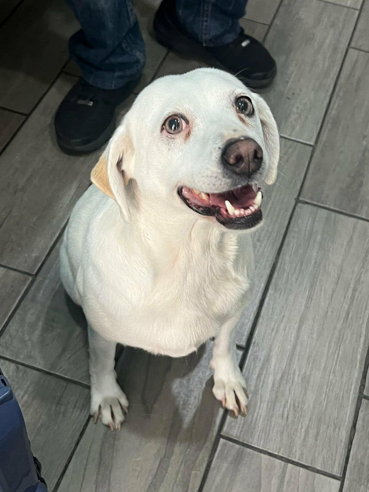 Vera, ADOPTABLE, Young Female Labrador Retriever.