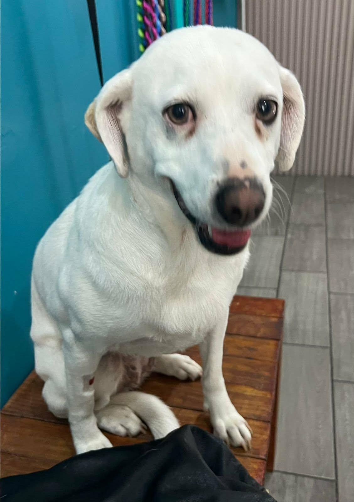 Enlarge Vera, a ADOPTABLE mixed breed in Carlsbad, CA image 2/4