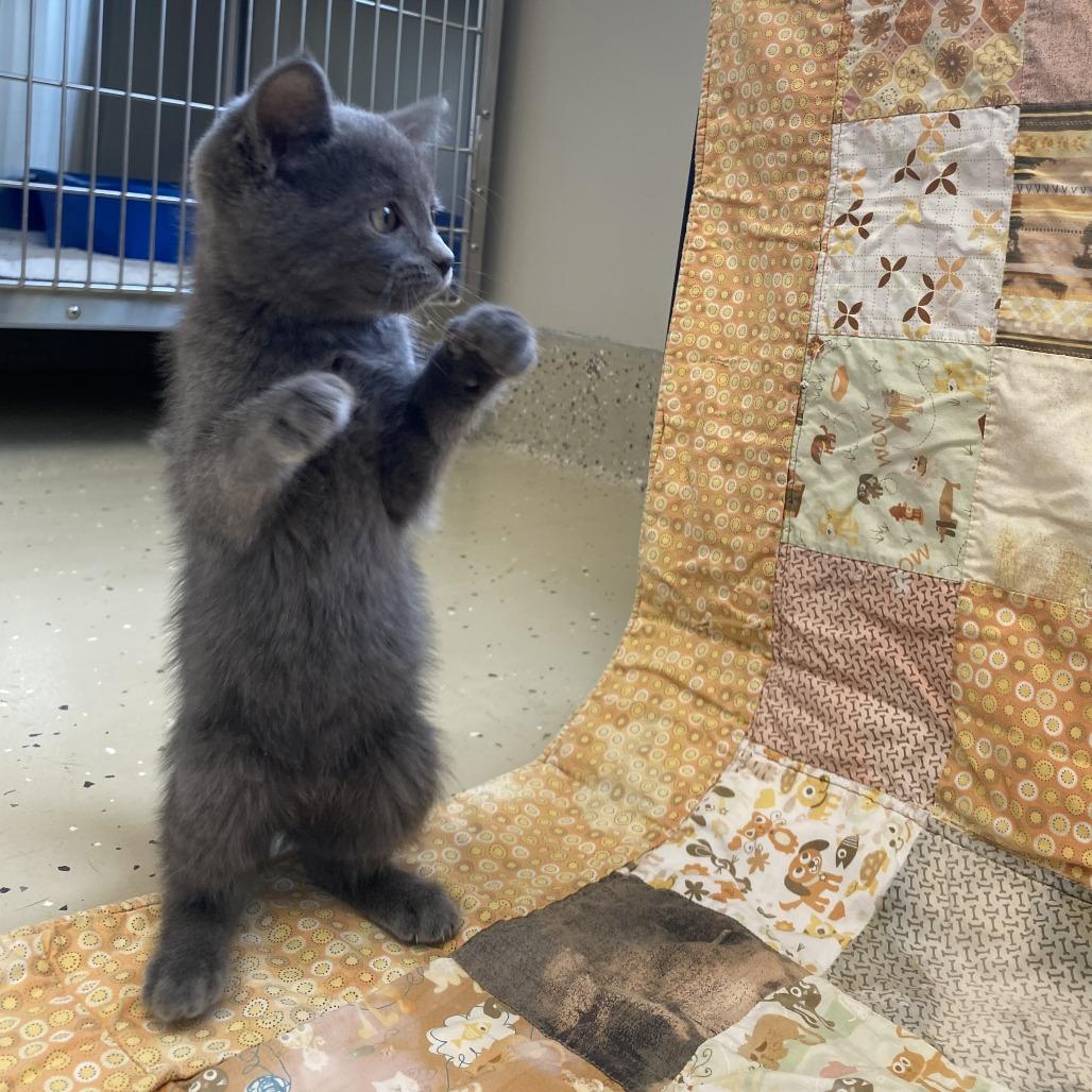 Misty, Adopted, Young Female Domestic Short Hair.