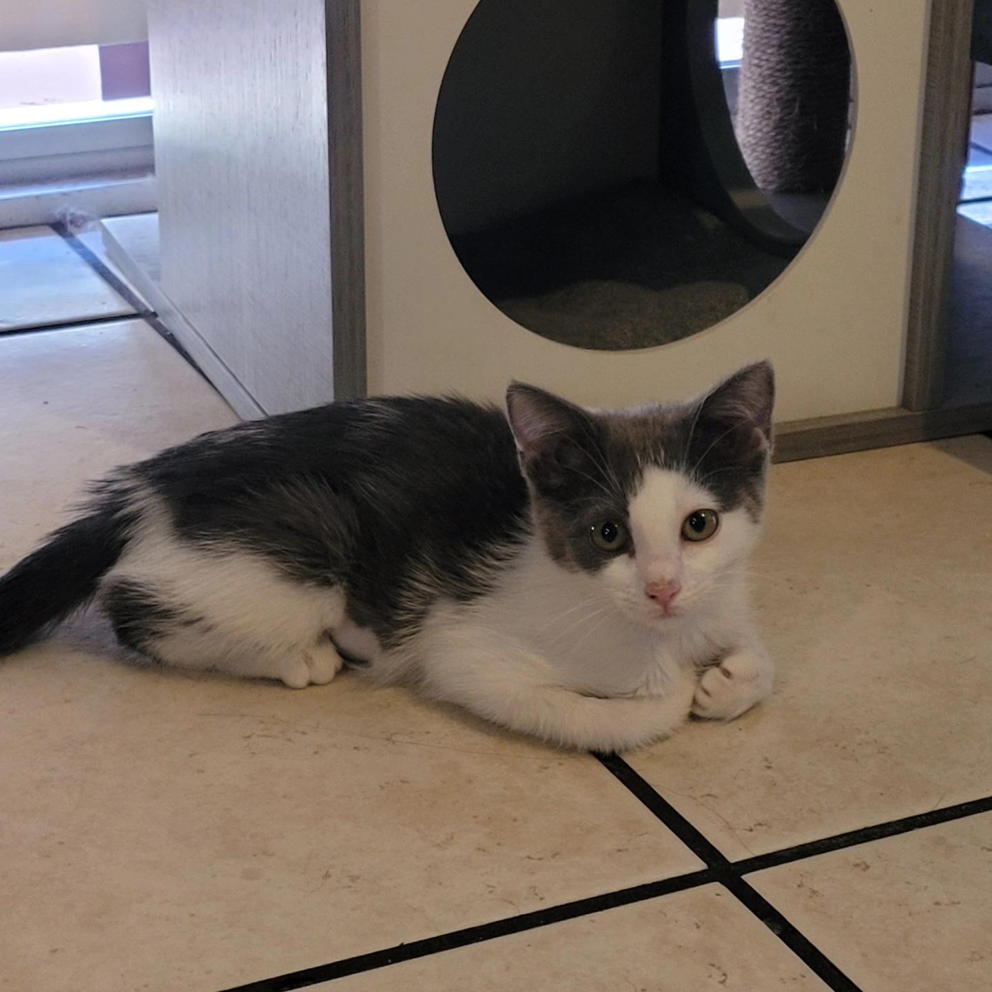 Alice Buttercup, a Adoptable Domestic Short Hair in Peoria, AZ image 3/5