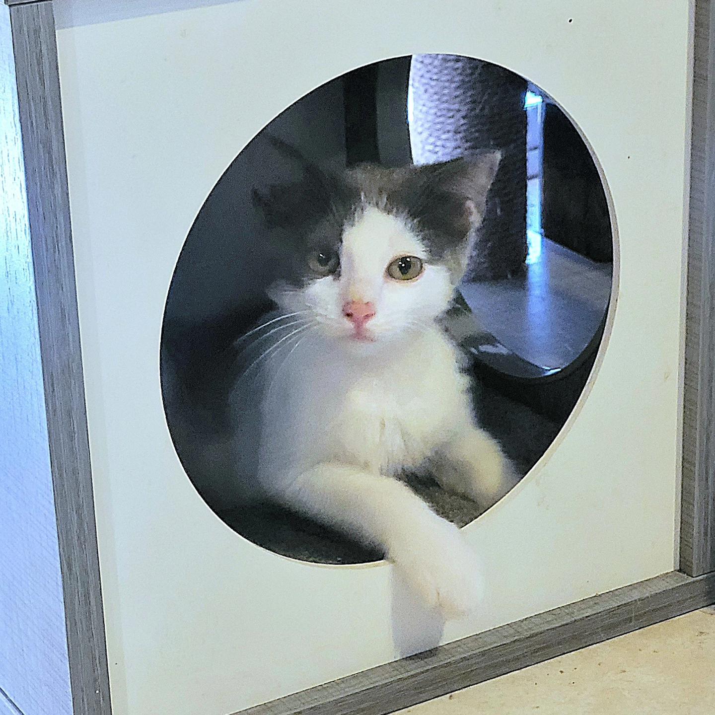 Alice Buttercup, a Adoptable Domestic Short Hair in Peoria, AZ image 4/5