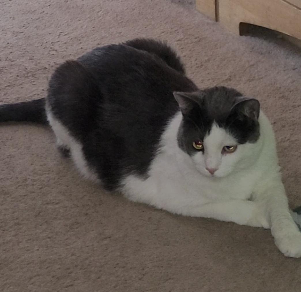 Alice Buttercup, Adoptable, Adult Female Domestic Short Hair.