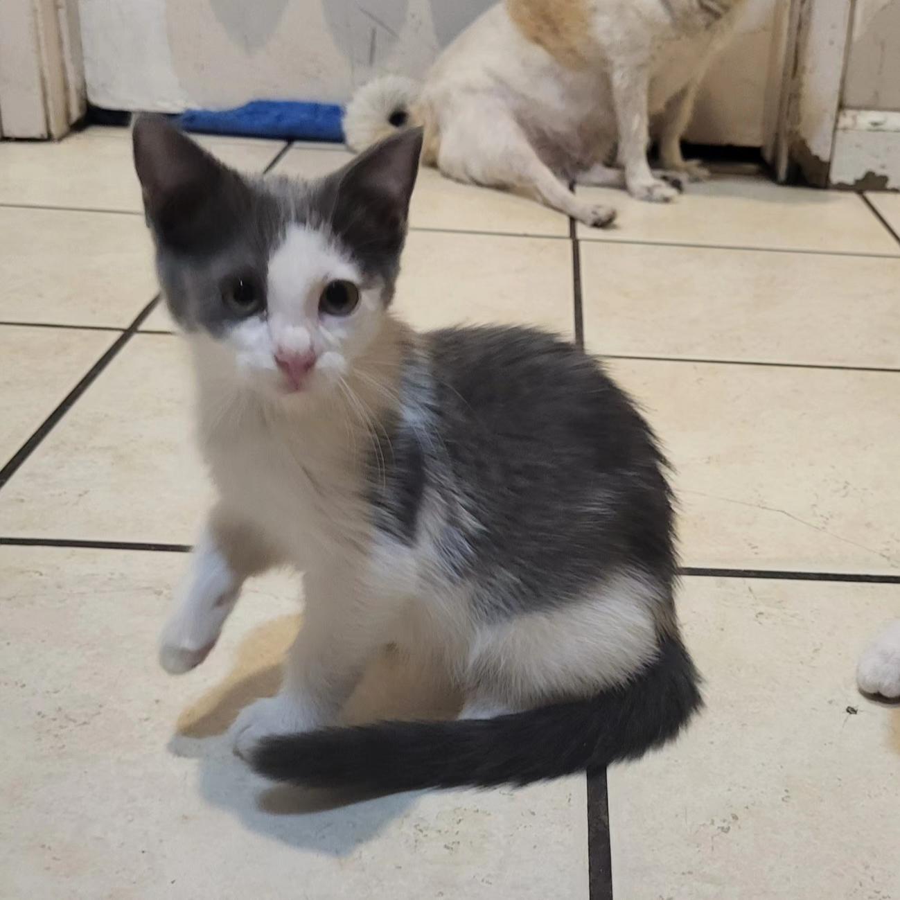 Alice Buttercup, a Adoptable Domestic Short Hair in Peoria, AZ image 5/5