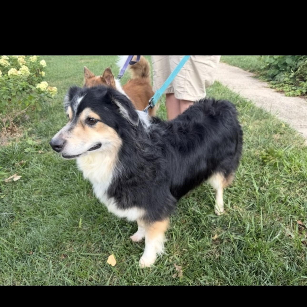 Gigi, a Adoptable Australian Shepherd in Louisburg, KS image 3/5