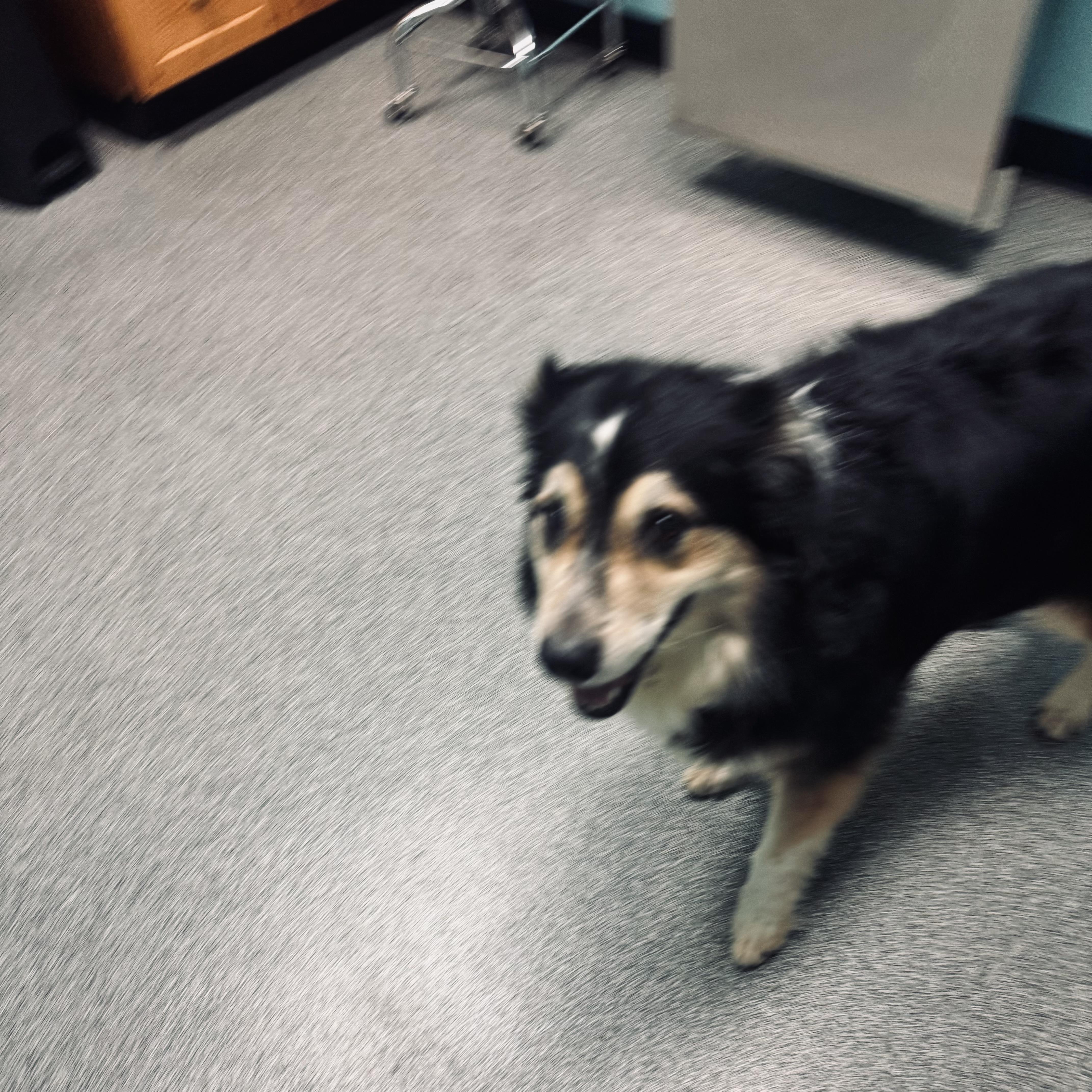 Gigi, a Adoptable Australian Shepherd in Louisburg, KS image 4/5