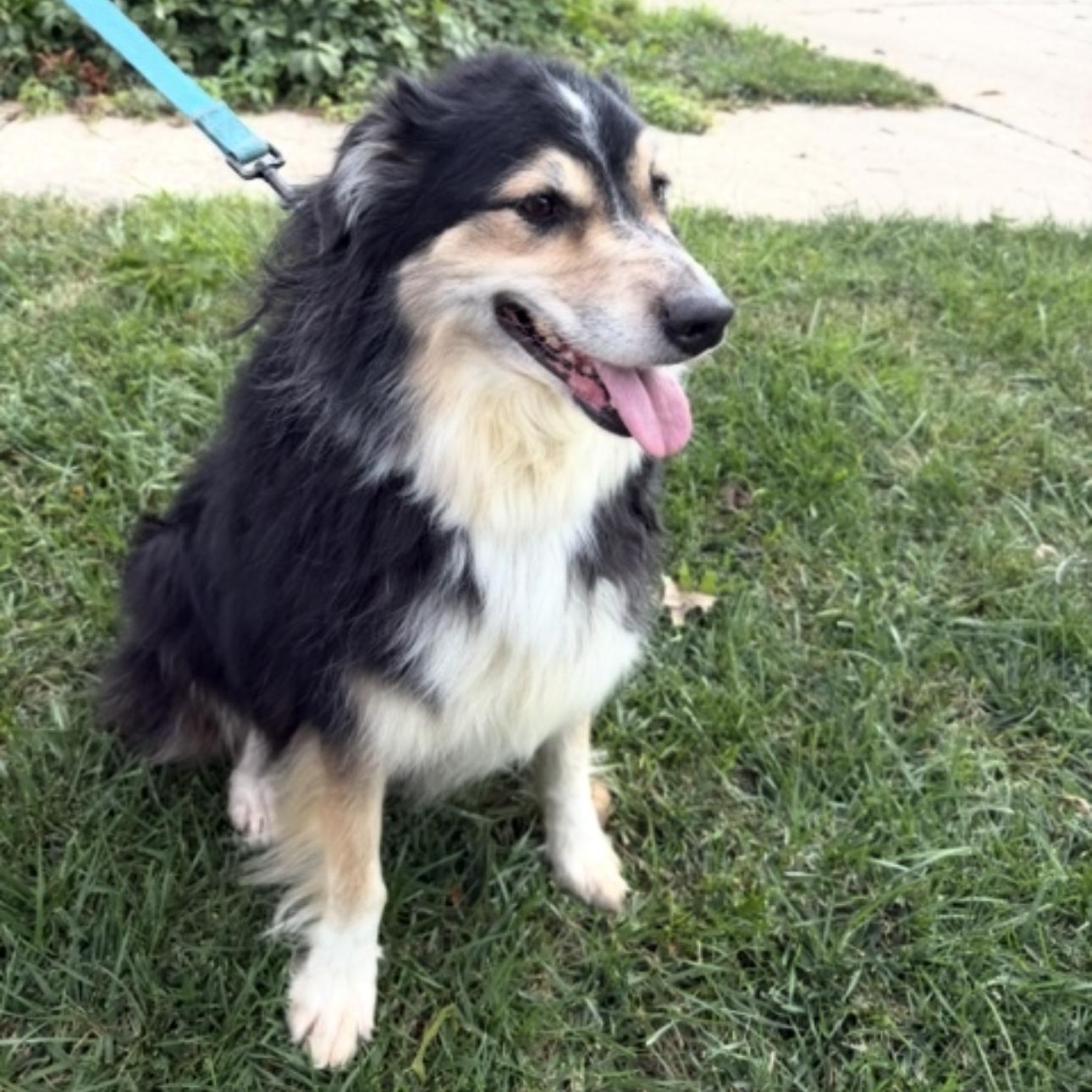 Gigi, a Adoptable Australian Shepherd in Louisburg, KS image 2/5