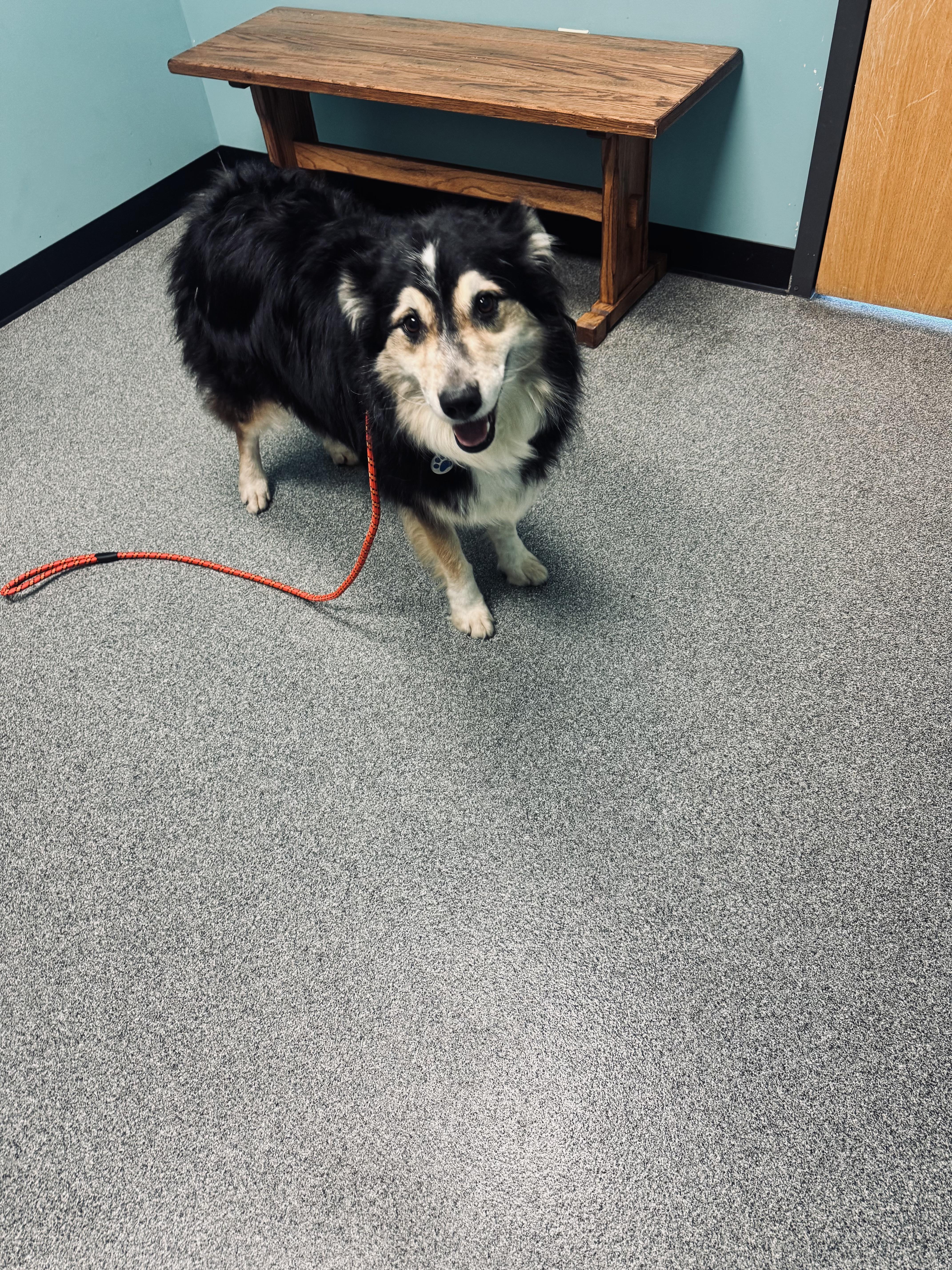 Gigi, a Adoptable Australian Shepherd in Louisburg, KS image 5/5
