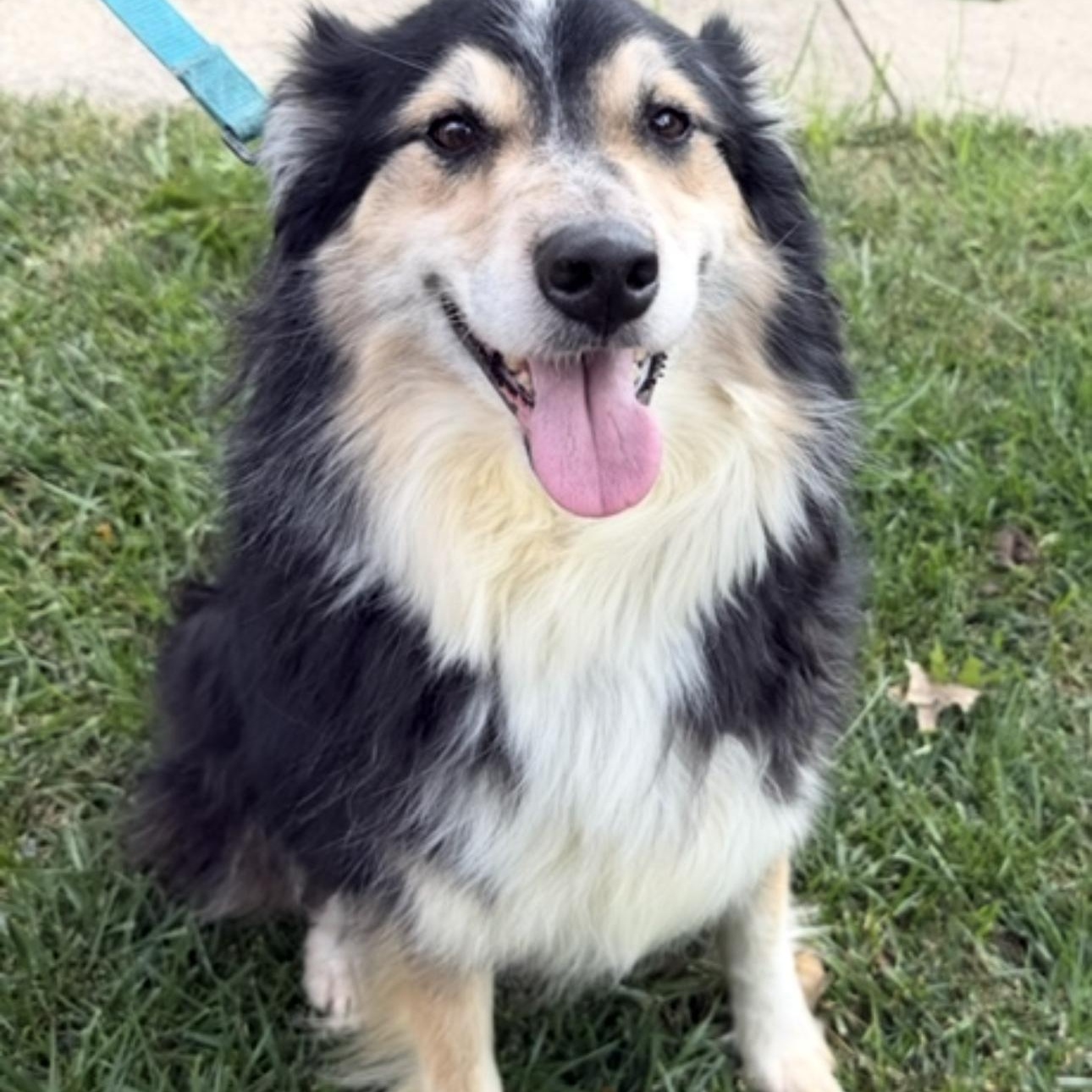 Gigi, Adoptable, Adult Female Australian Shepherd.