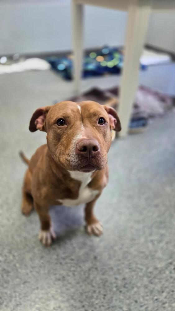 Enlarge Cedar, a Adoptable Staffordshire Bull Terrier in Caldwell, NJ image 2/2