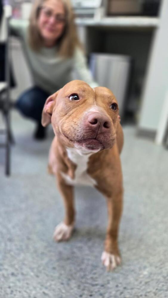 Enlarge Cedar, a Adoptable Staffordshire Bull Terrier in Caldwell, NJ image 1/2