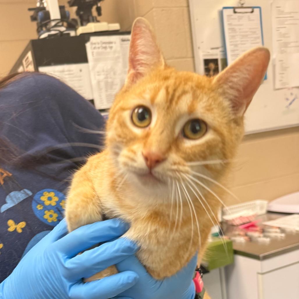 Liz, Adoptable, Adult Female Domestic Short Hair.