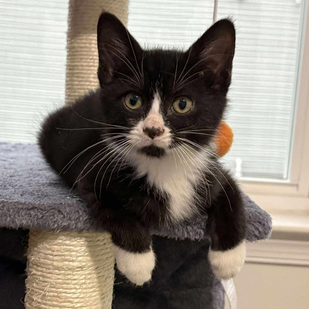 Mya Papaya, a Adoptable Domestic Medium Hair in Winchester, VA image 2/4