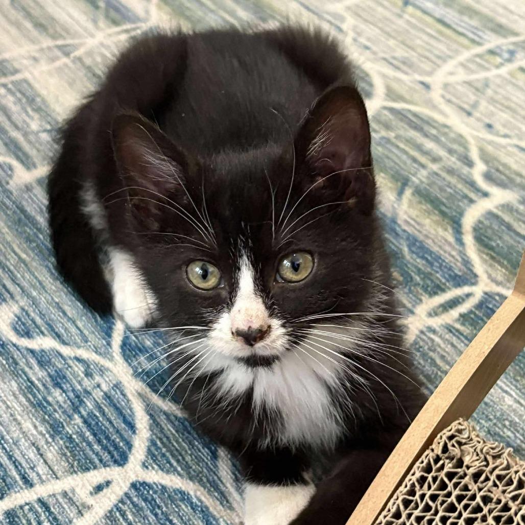 Mya Papaya, a Adoptable Domestic Medium Hair in Winchester, VA image 3/4