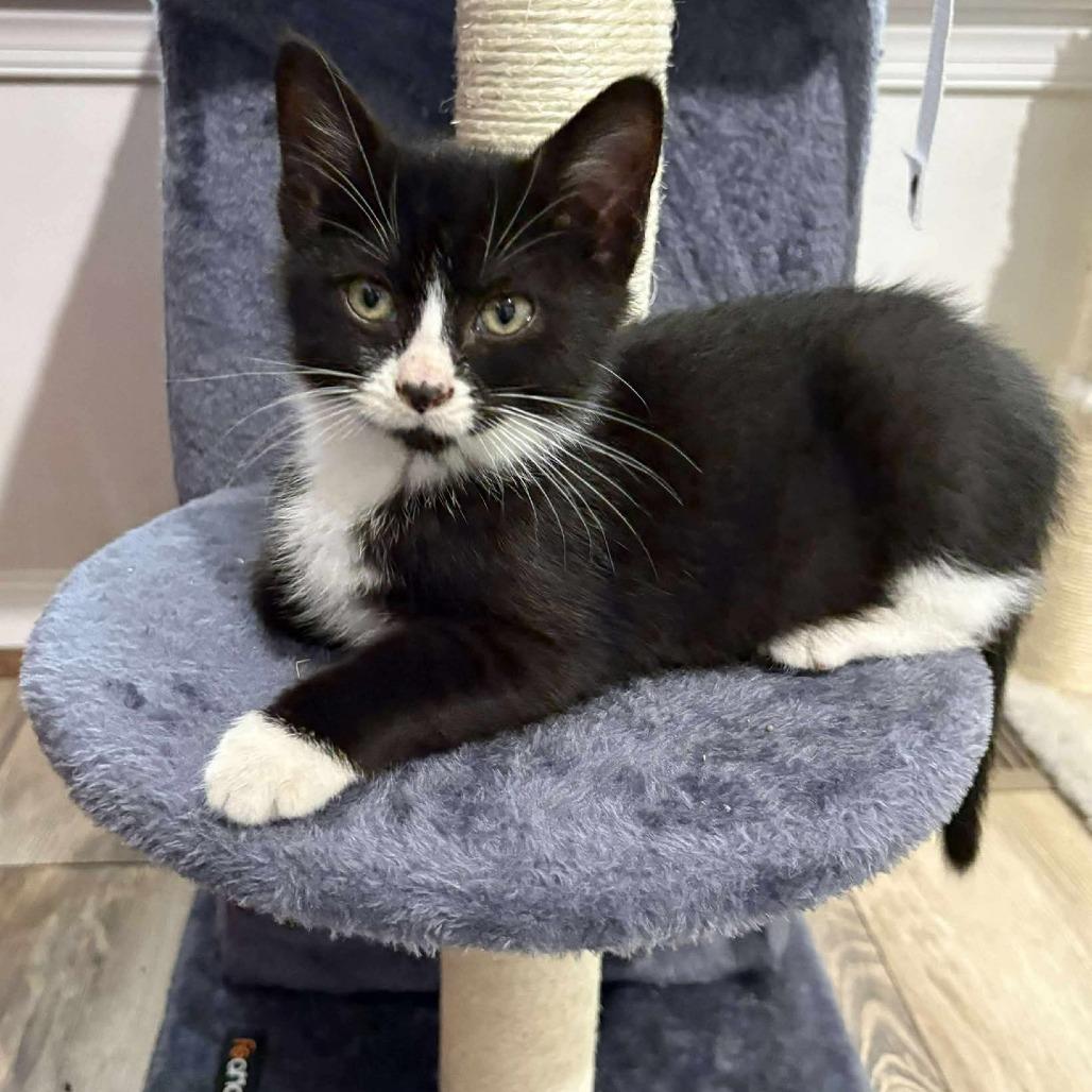 Mya Papaya, a Adoptable Domestic Medium Hair in Winchester, VA image 4/4