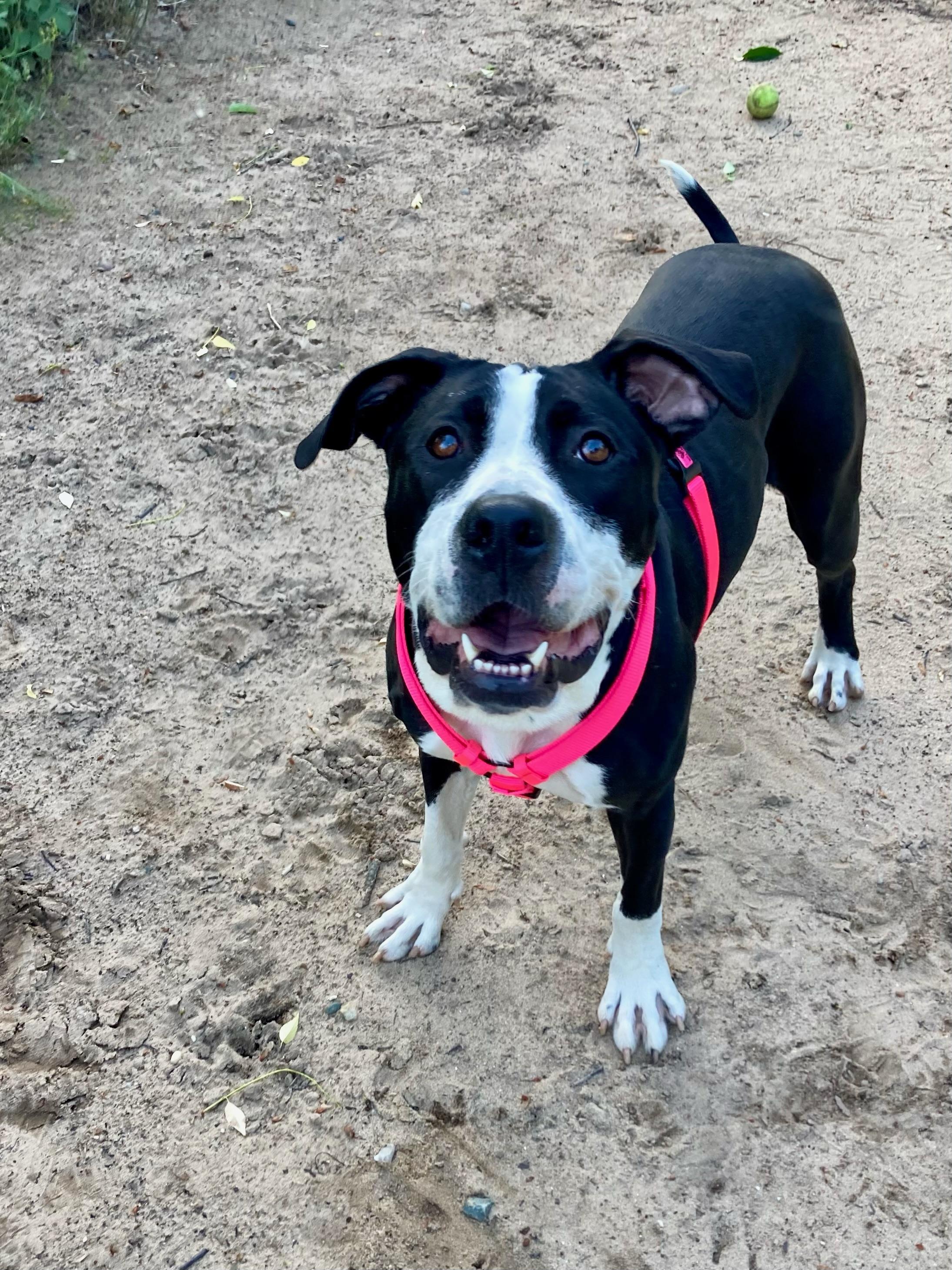 Violet, an adoptable Mixed Breed in Big Rapids, MI, 49307 | Photo Image 4