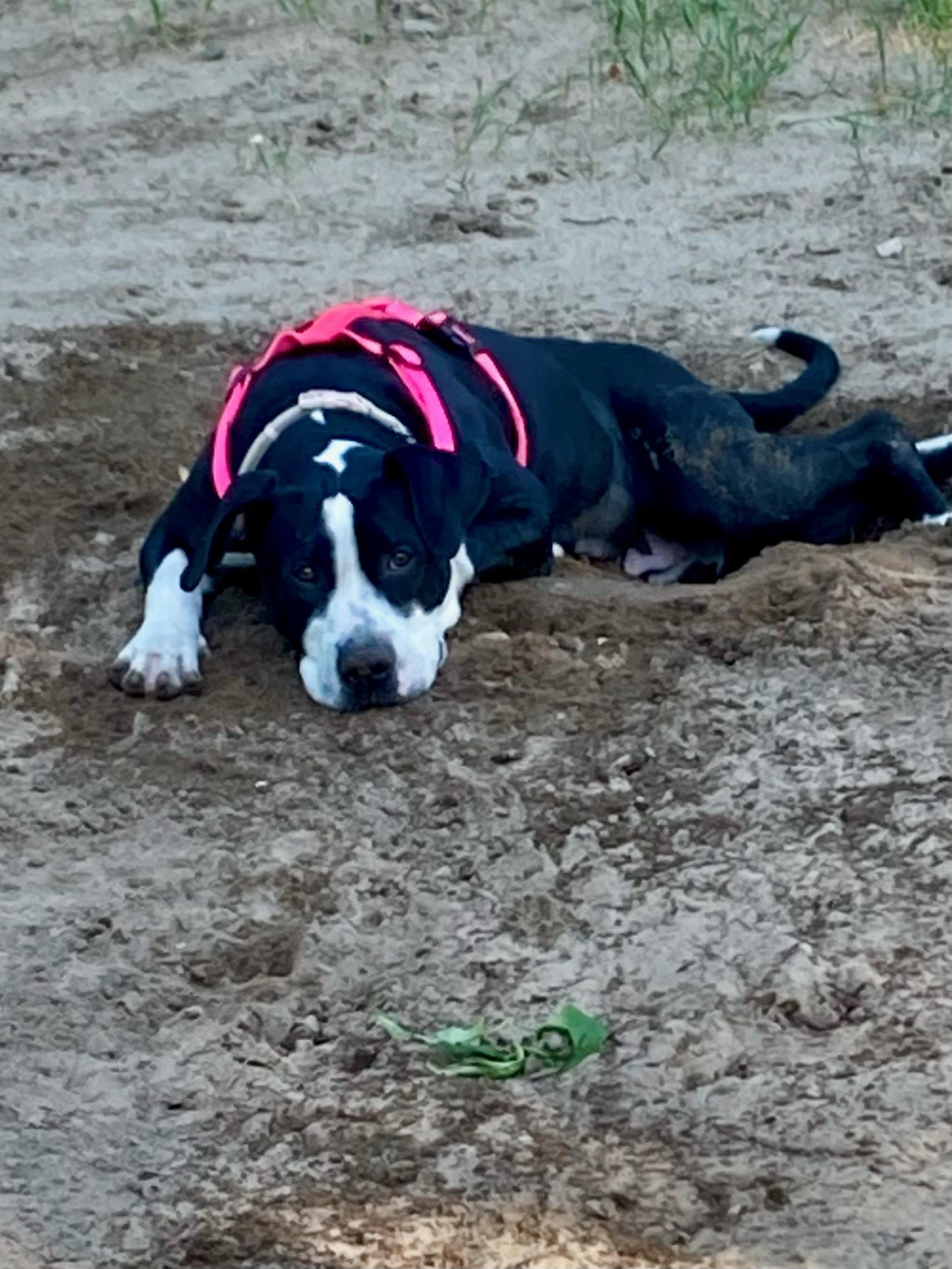 Violet, an adoptable Mixed Breed in Big Rapids, MI, 49307 | Photo Image 3