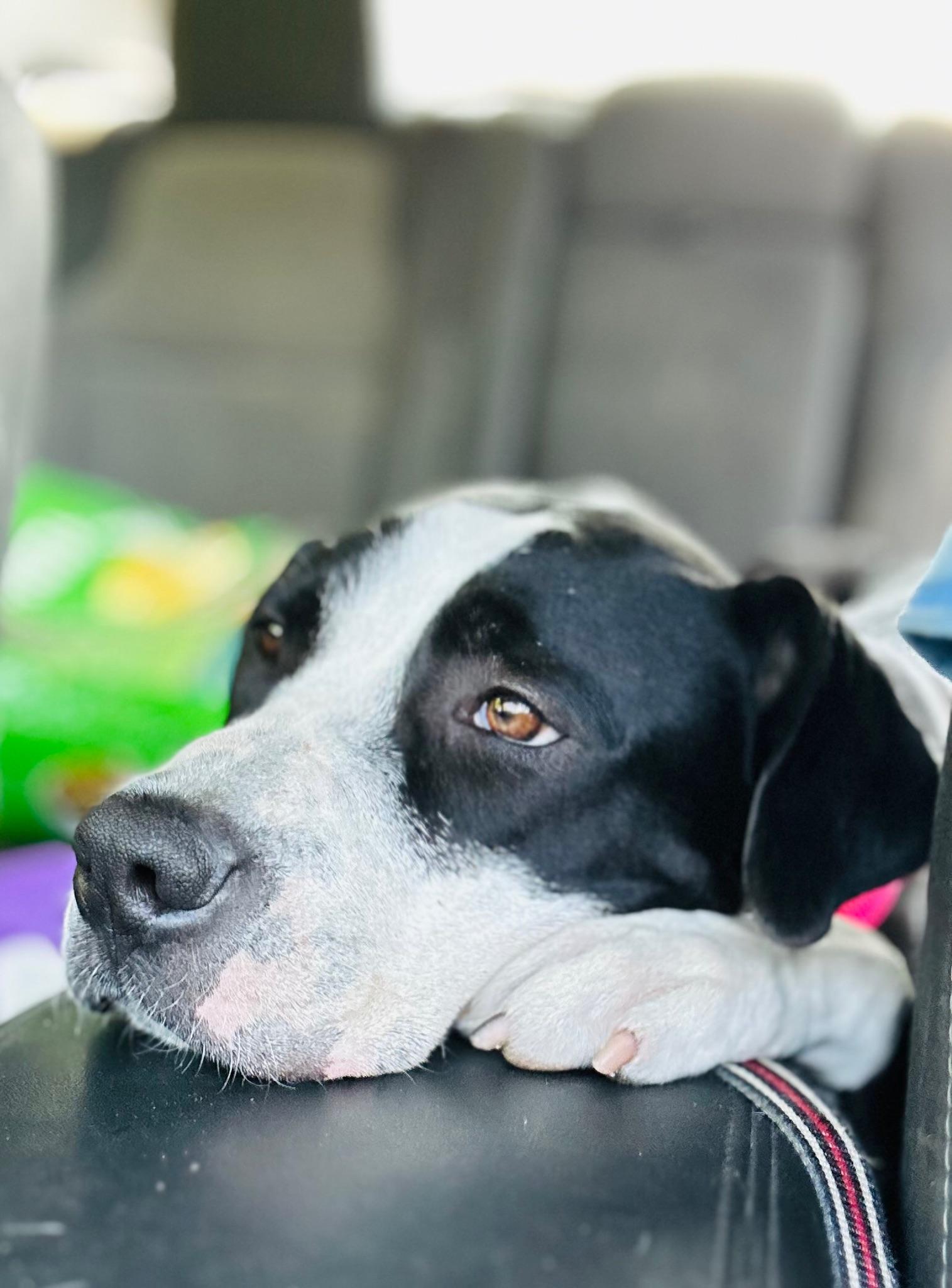 Violet, an adoptable Mixed Breed in Big Rapids, MI, 49307 | Photo Image 6