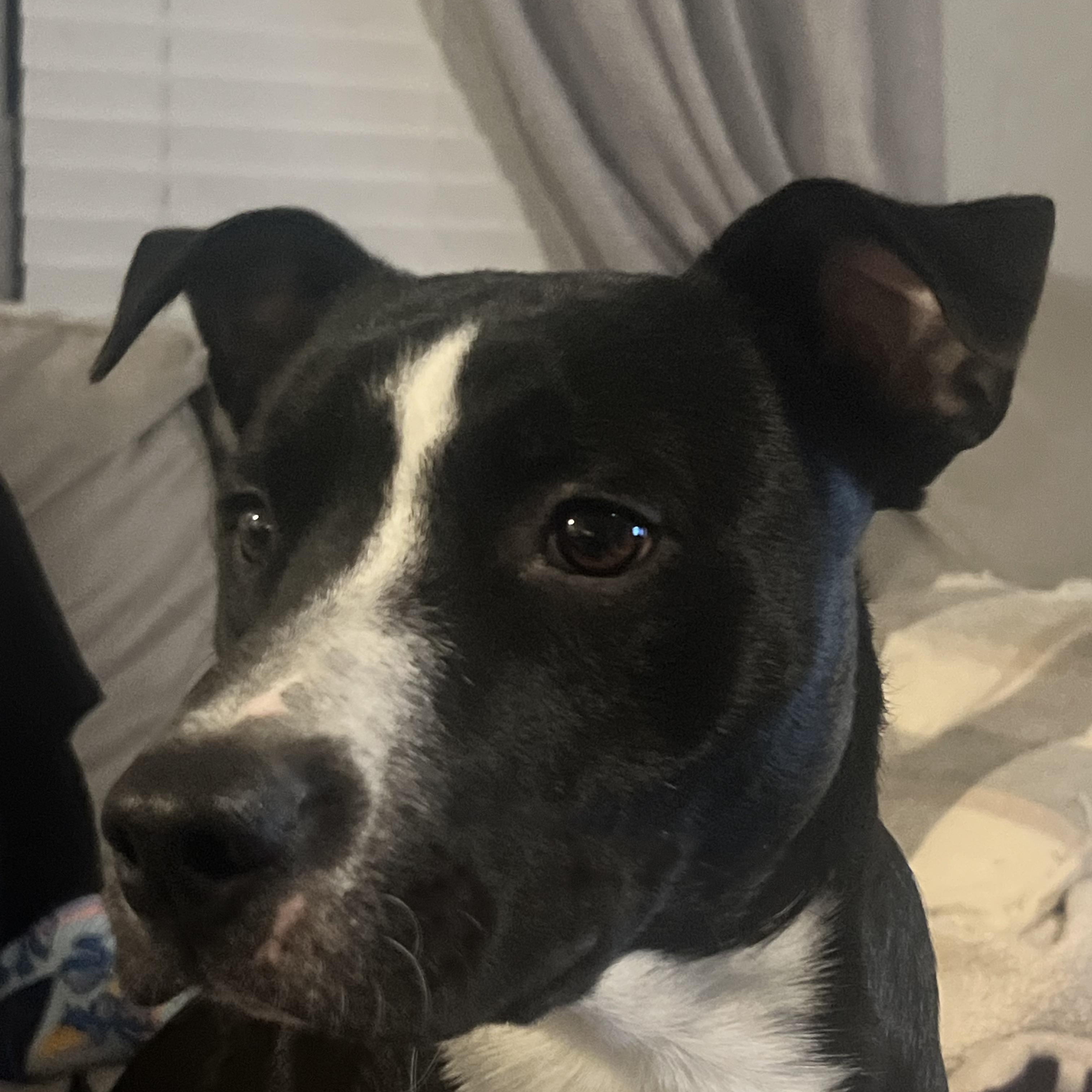 Dex, a Adoptable mixed breed in Syracuse, NY image 5/5