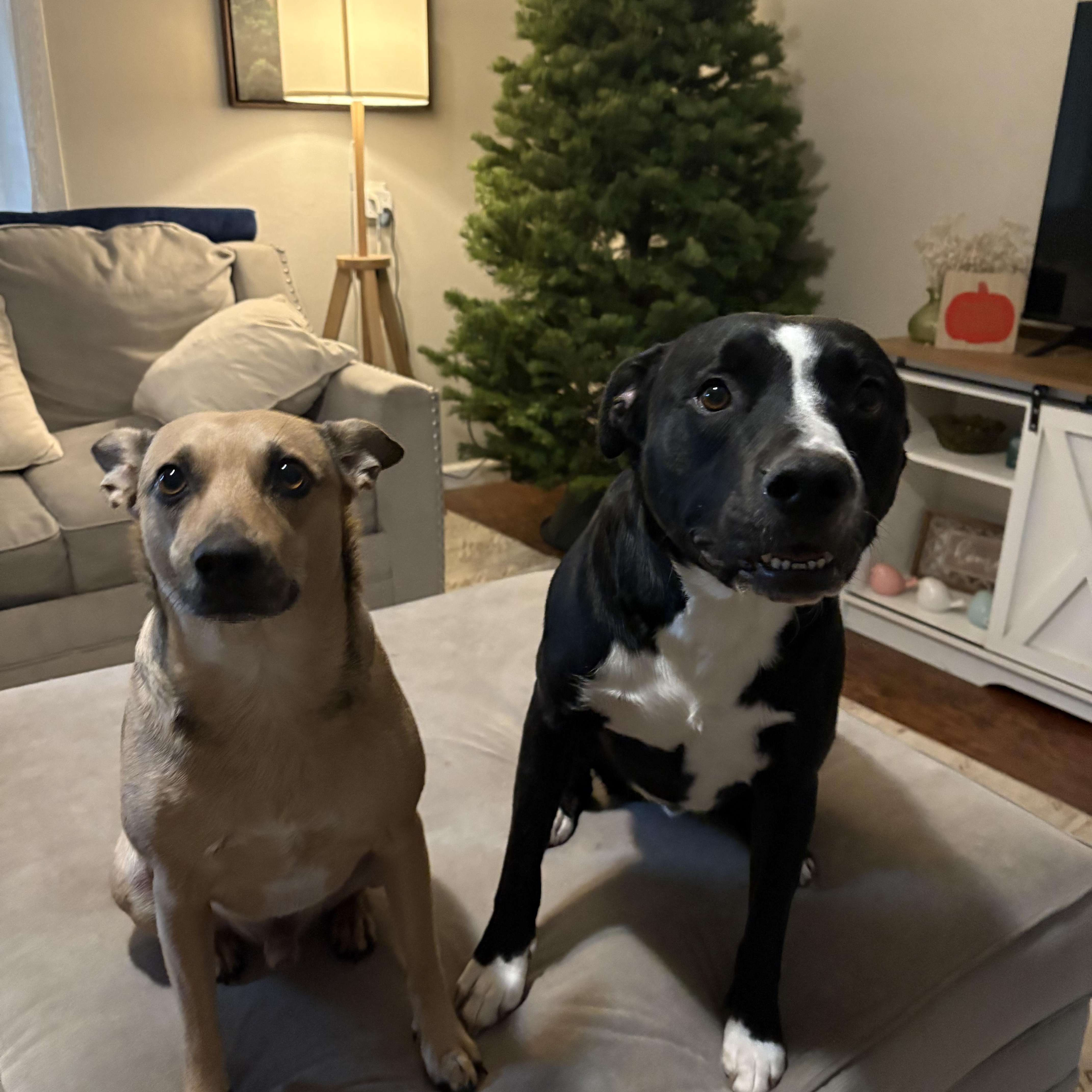 Dex, a Adoptable mixed breed in Syracuse, NY image 3/5