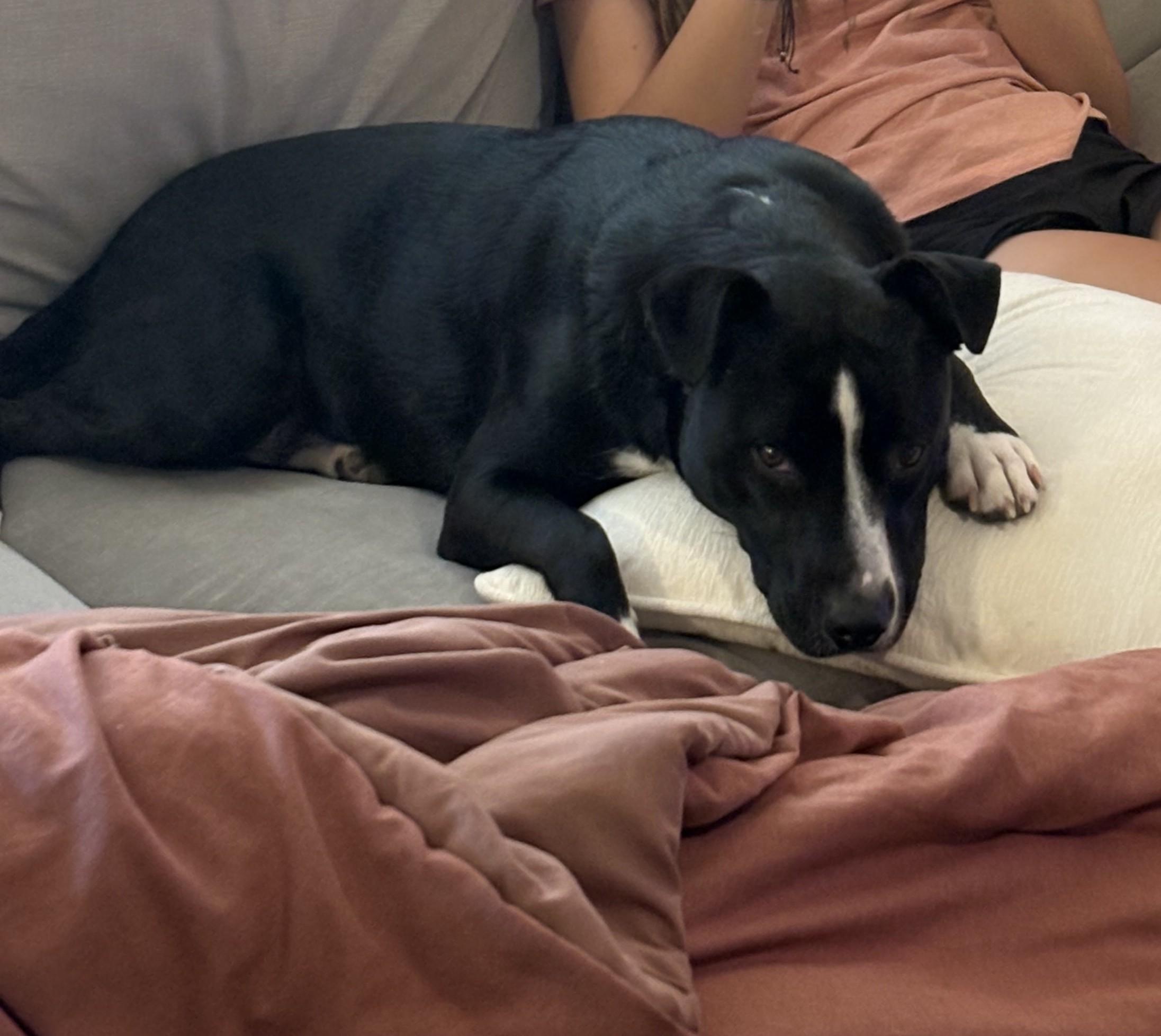 Dex, a Adoptable mixed breed in Syracuse, NY image 4/5