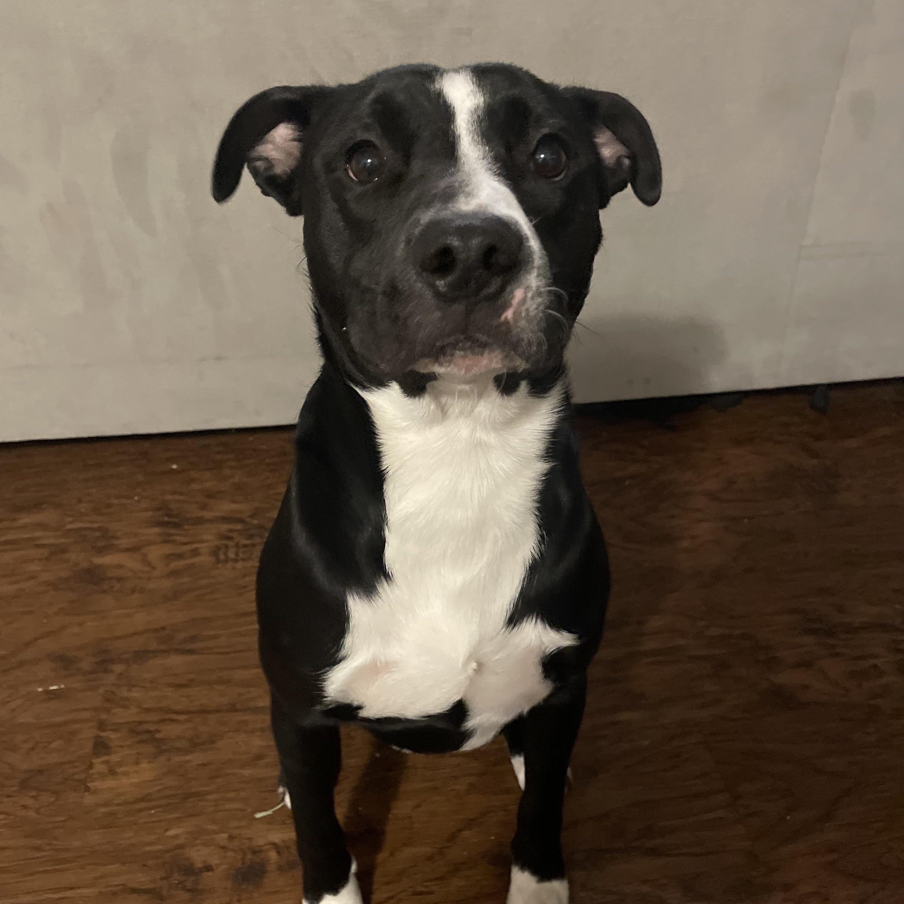 Dex, a Adoptable mixed breed in Syracuse, NY image 1/5