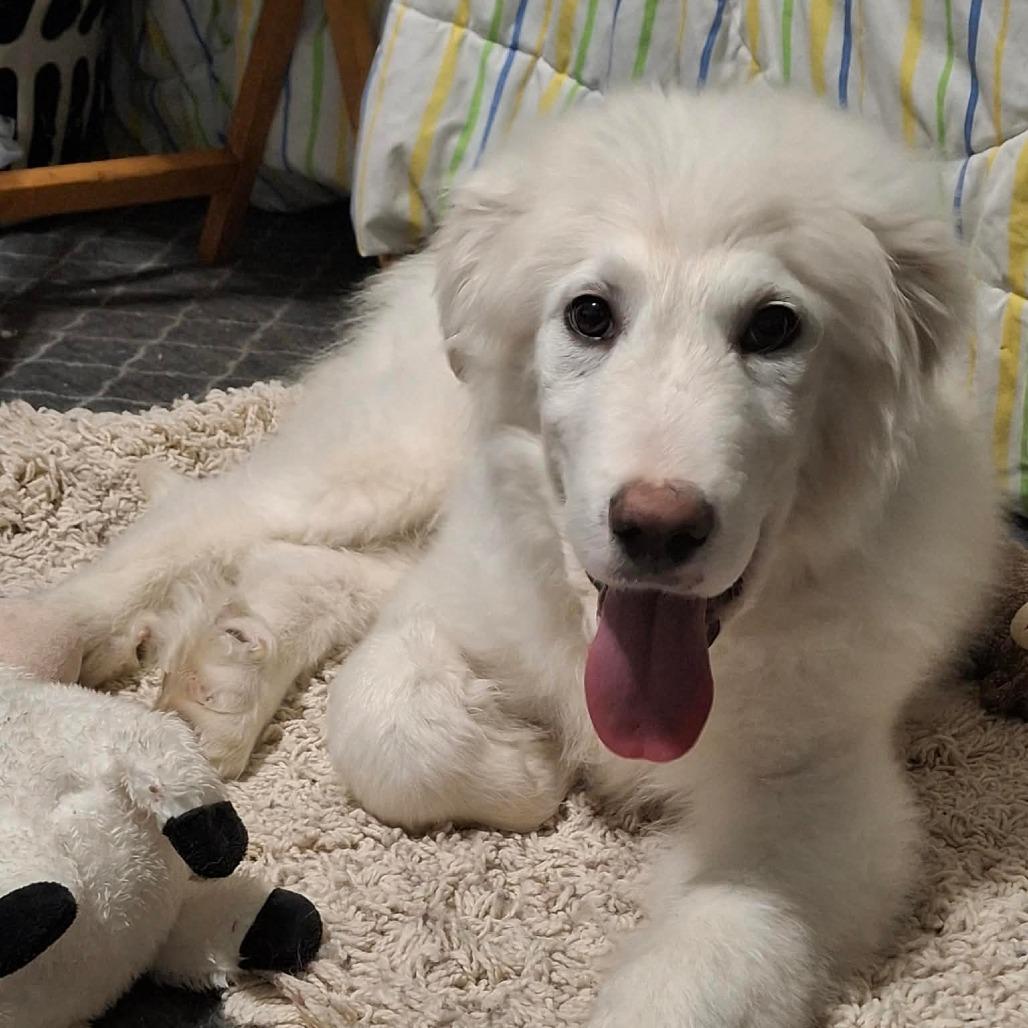 Enlarge Yeti, a Adoptable Great Pyrenees in Lima, OH image 1/2