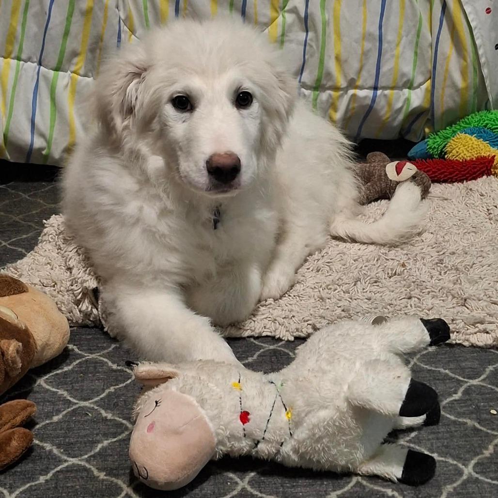 Enlarge Yeti, a Adoptable Great Pyrenees in Lima, OH image 2/2