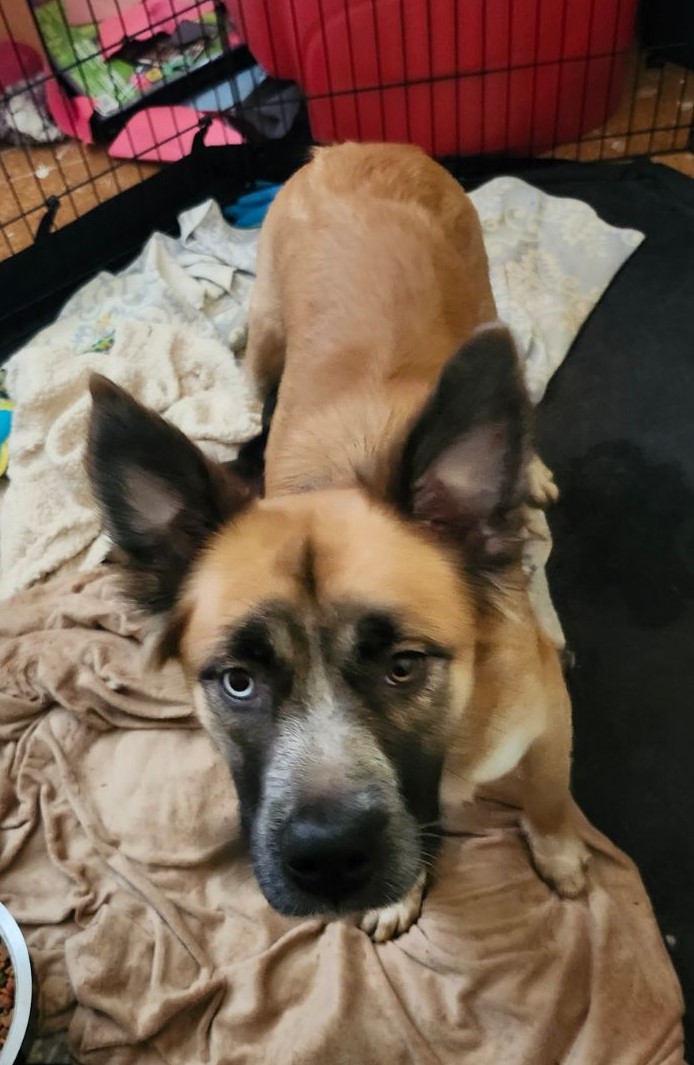 Enlarge PRINCESS SIDNEY, a Adoptable Australian Shepherd in New Carlisle, OH image 1/1