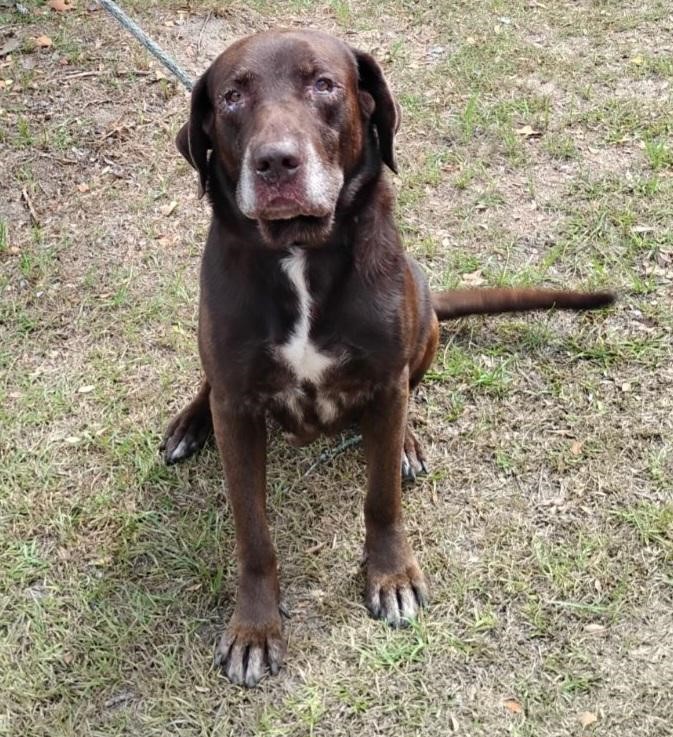 Hulk, a Adoptable mixed breed in Barnwell, SC image 1/5
