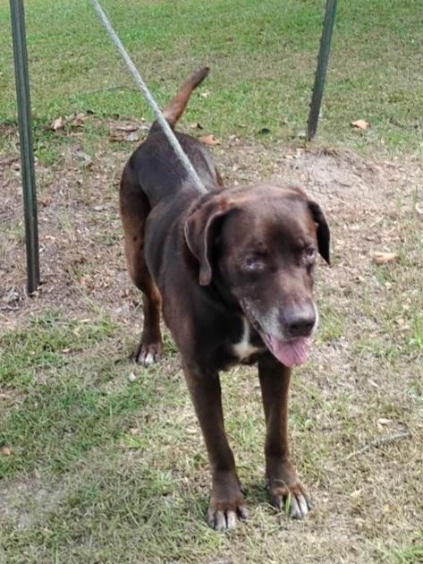 Hulk, a Adoptable mixed breed in Barnwell, SC image 2/5