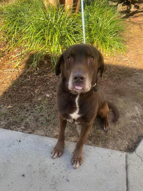 Hulk, a Adoptable mixed breed in Barnwell, SC image 3/5