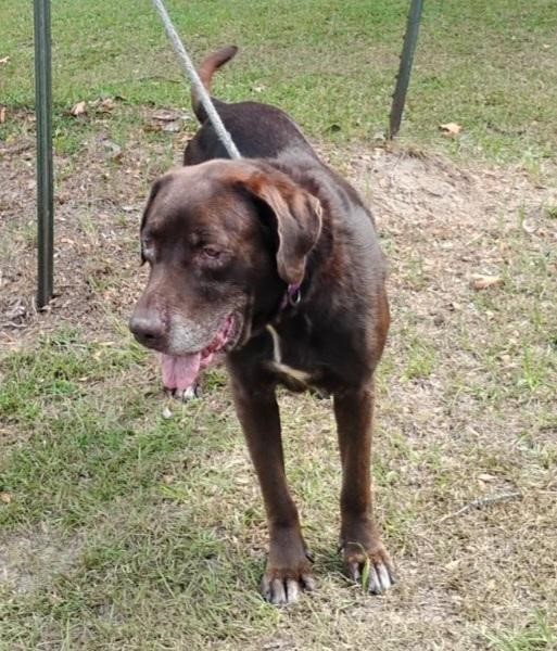 Hulk, a Adoptable mixed breed in Barnwell, SC image 4/5