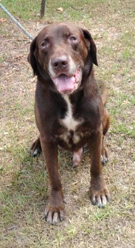 Hulk, a Adoptable mixed breed in Barnwell, SC image 5/5