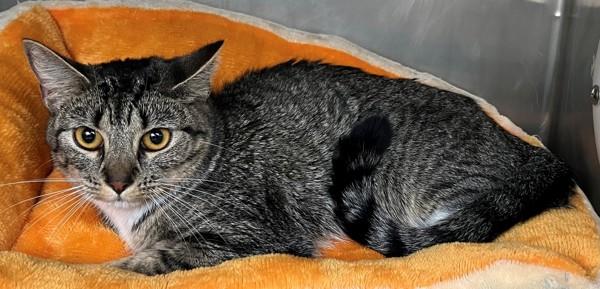 Tigger, Adoptable, Young Female Domestic Short Hair.