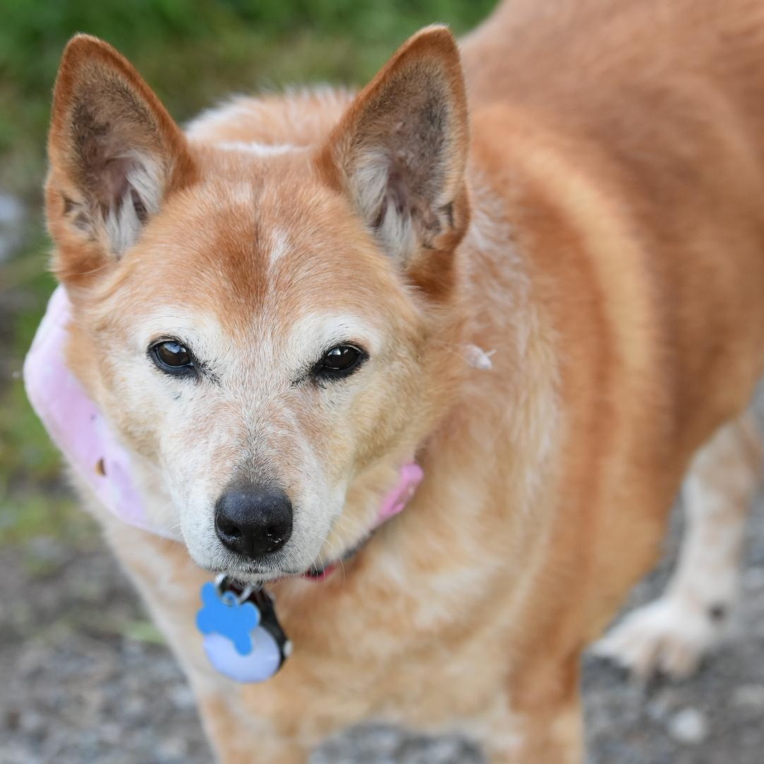 Enlarge Zevia , an adopted mixed breed in Oakville, WA image 3/6