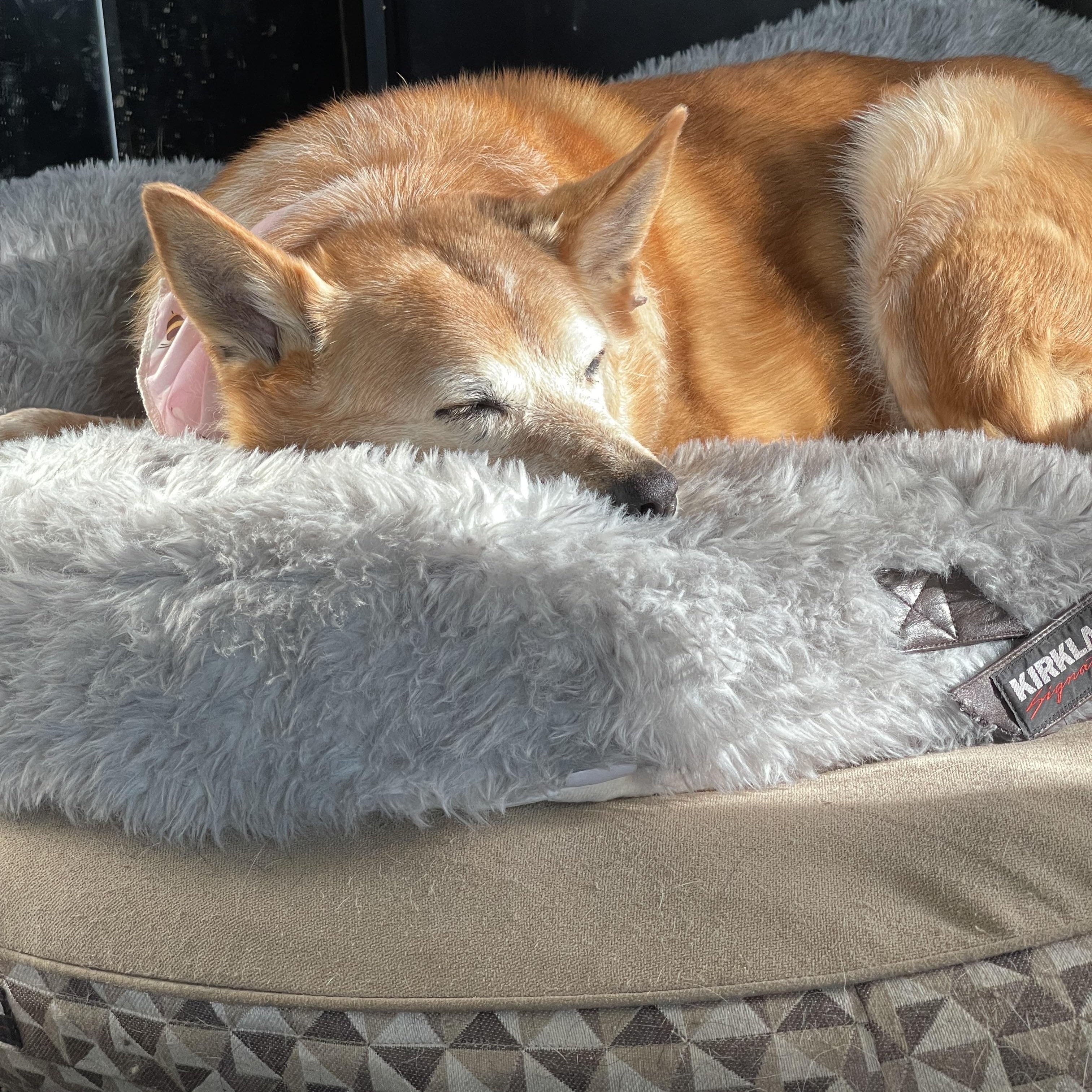 Enlarge Zevia , an adopted mixed breed in Oakville, WA image 2/6