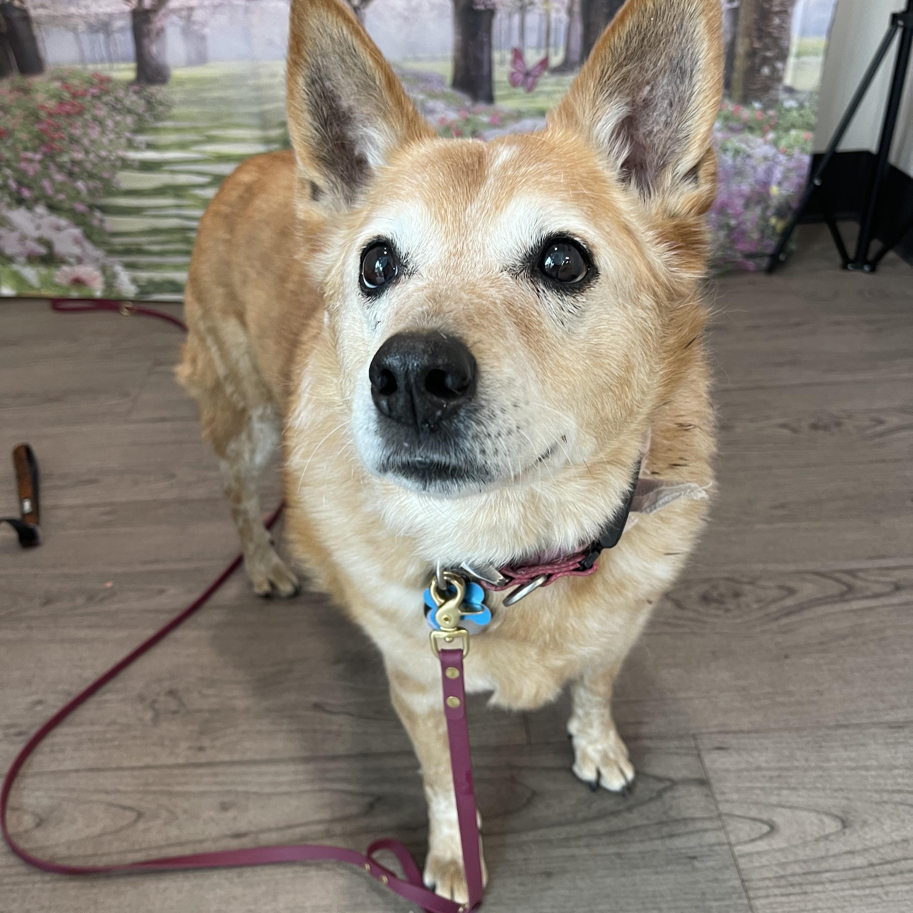 Zevia , adopted, Senior Female Australian Cattle Dog / Blue Heeler.
