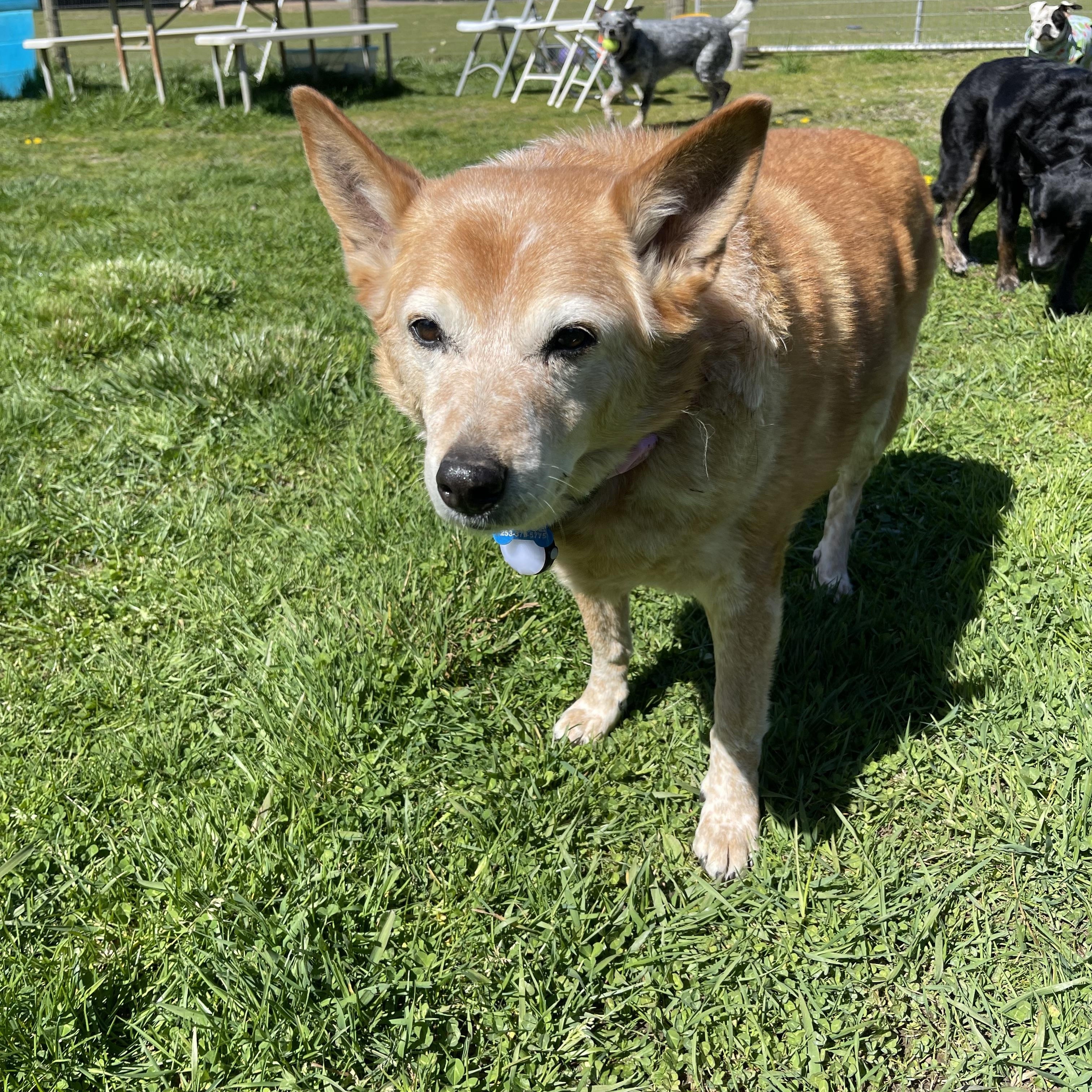 Enlarge Zevia , an adopted mixed breed in Oakville, WA image 5/6